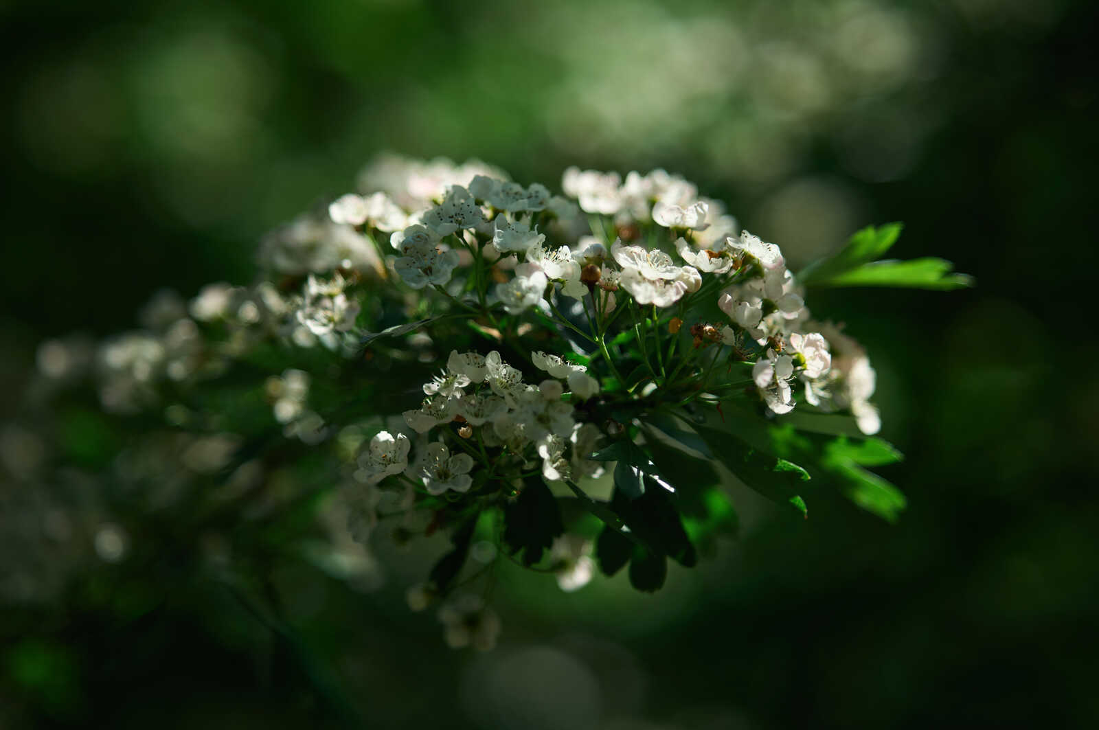 Close-up of white flowers with delicate petals and green leaves. Shallow depth of field creates a blurred, soft background. Some flowers have pinkish hues.