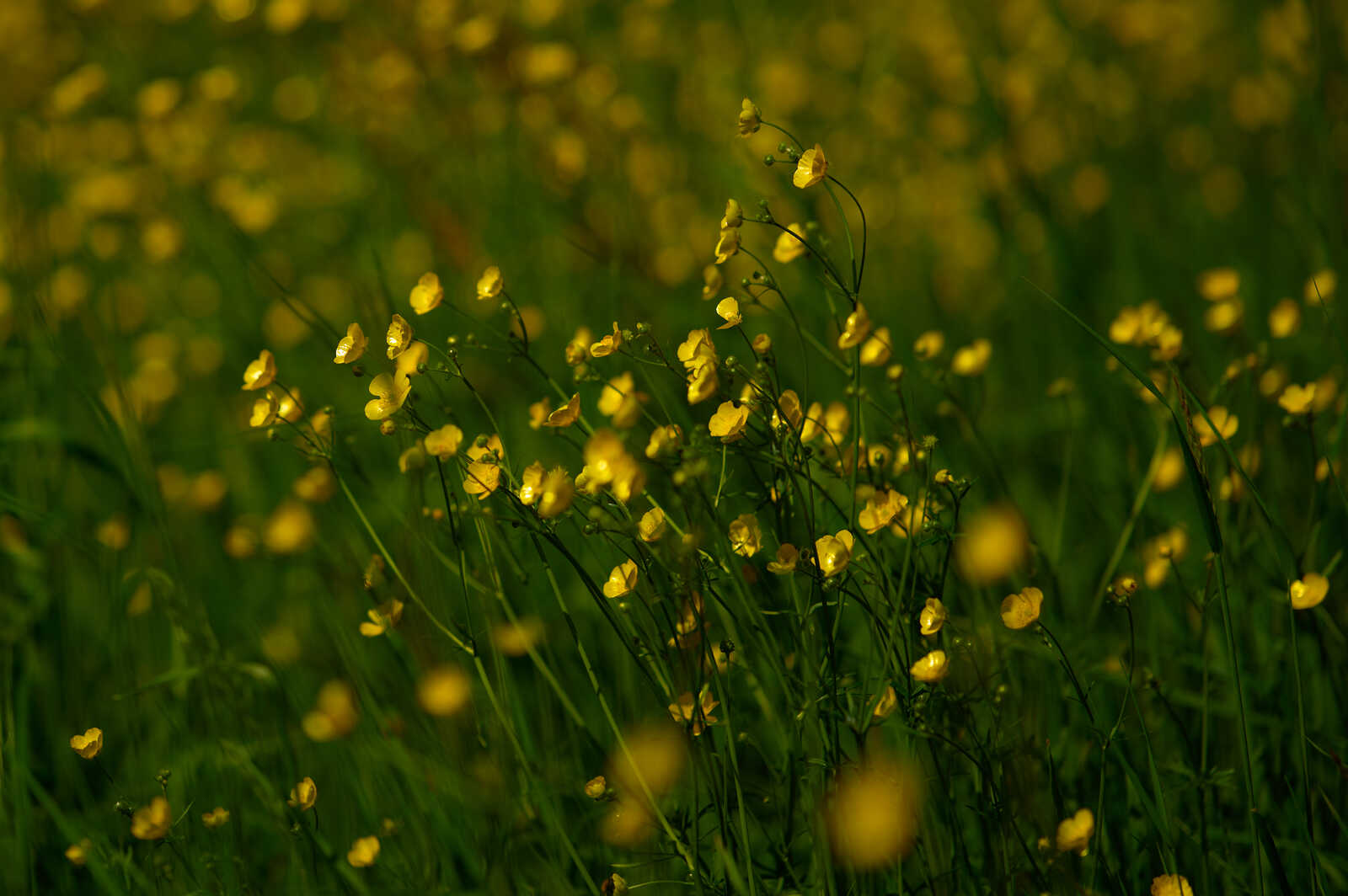 A close-up shot of vibrant yellow wildflowers amidst lush green foliage. The flowers have delicate petals and slender stems, creating a bokeh effect in the background.