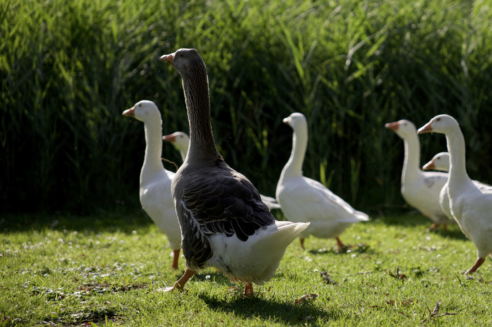 Five geese are in a grassy area. One goose is gray with white feathers, while the others are entirely white. The grass is green and slightly patchy. A few dark patches are visible in the background.