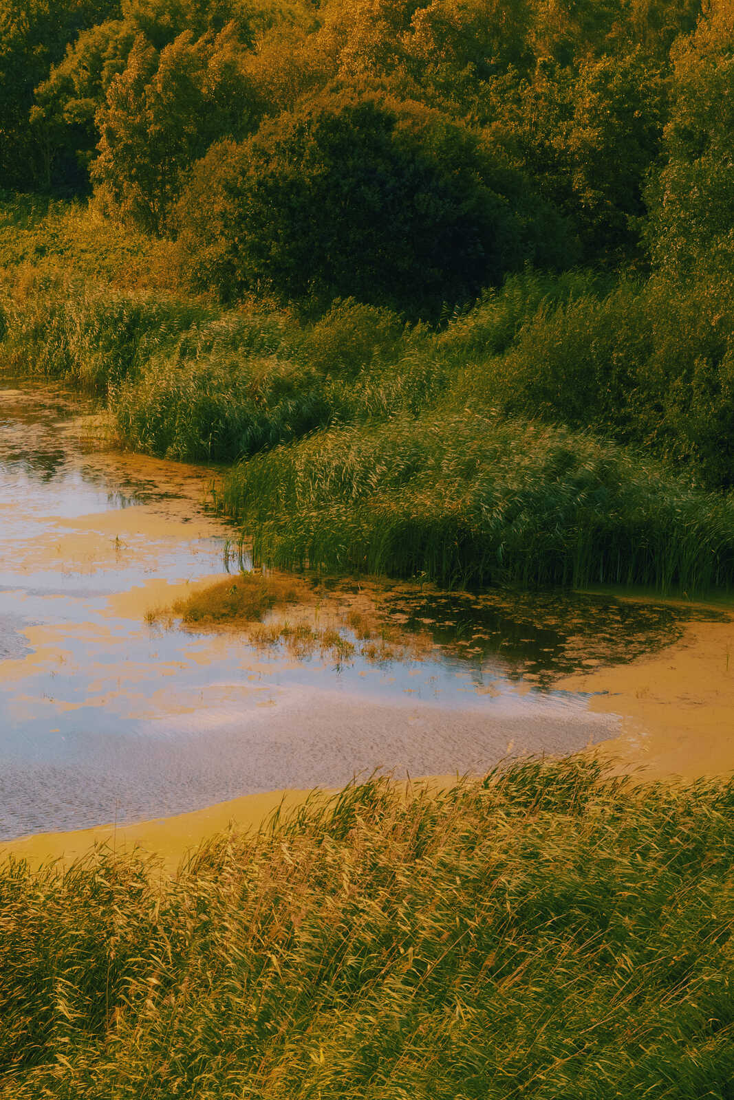 Still water reflects green foliage and a colorful sky. Tall grasses line the bank. The overall tone is warm and serene.