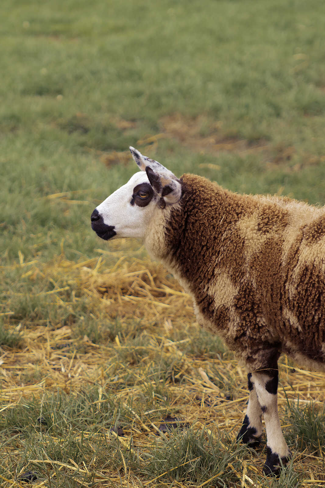 A sheep stands on grass near hay bales. It has brown wool, a white face with black markings, and a black-and-white leg.