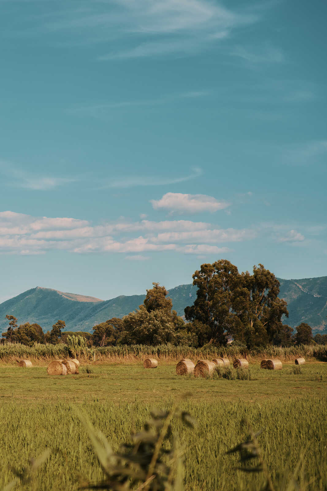 A field of tall green grass with round bales of hay. Trees stand near the field, and hills are visible in the background under a partly cloudy sky.