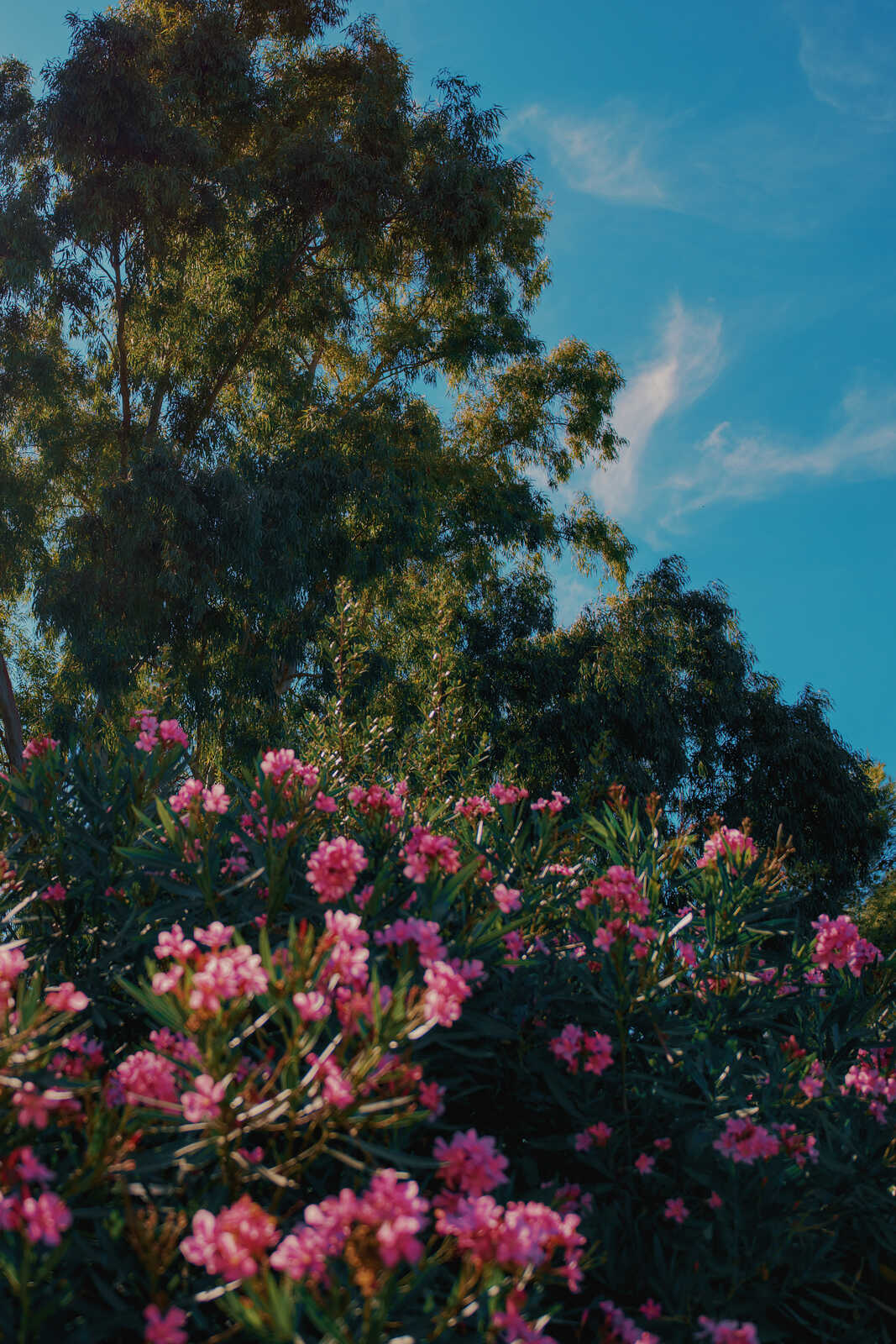 Pink flowers bloom in front of a green tree against a bright blue sky with a few white clouds. The image is taken from a low angle.
