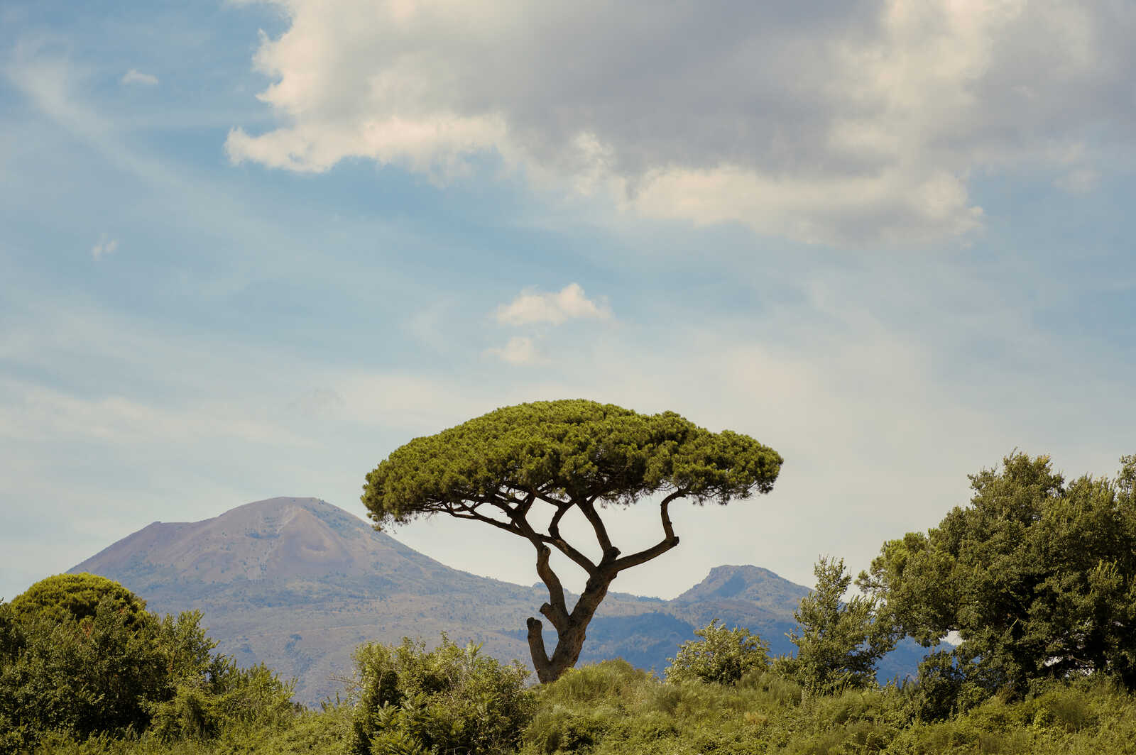 A solitary, windswept pine tree with a dense, rounded crown stands atop a grassy hill. A mountain range is visible in the background under a cloudy sky. Green shrubs border the tree.