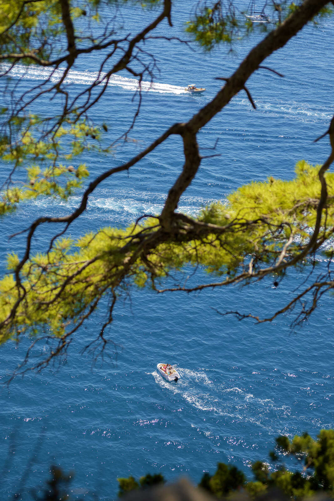 Blue water with a small boat creating a white wake. Green foliage partially obscures the top of the frame. A larger boat is visible in the distance.
