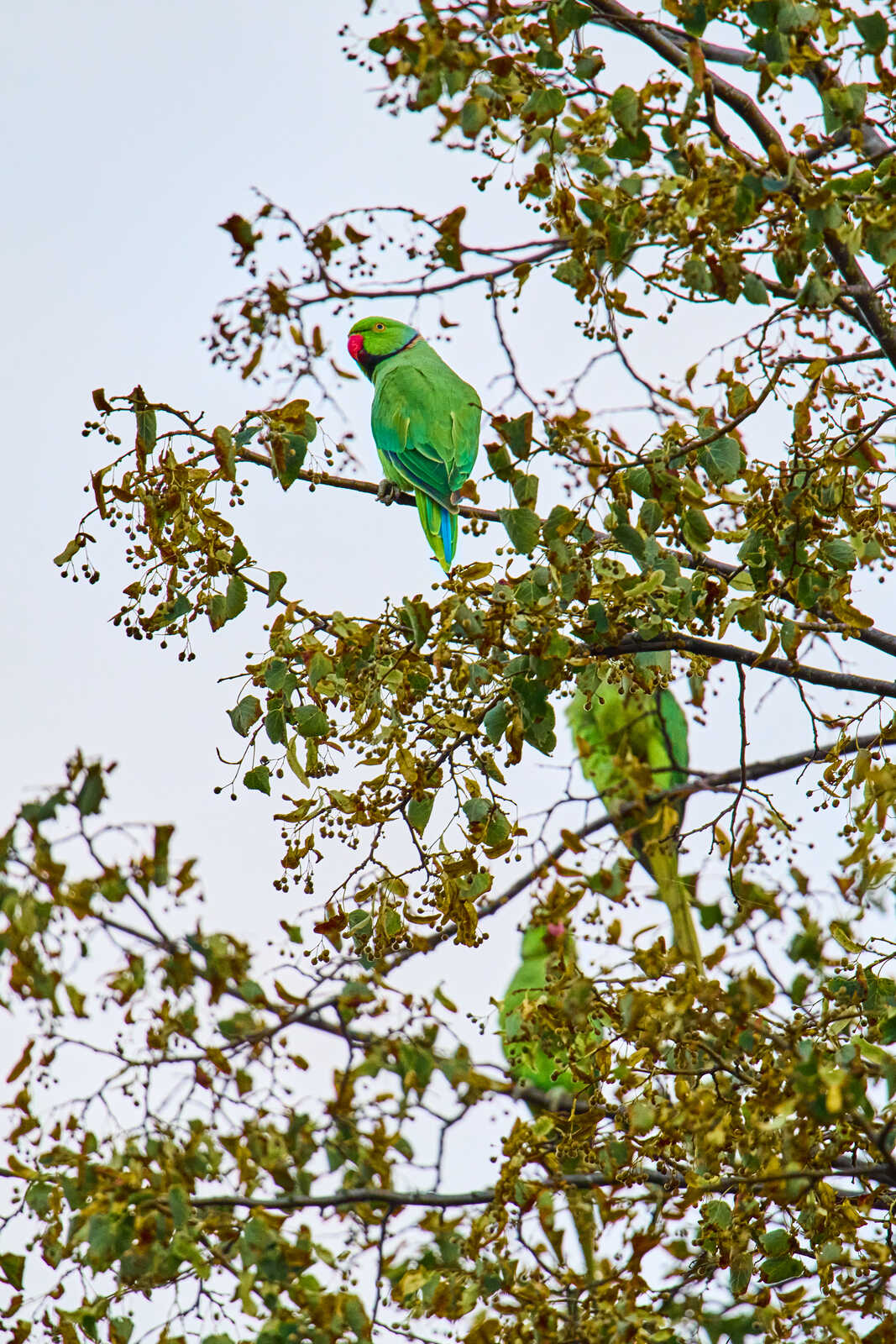 Two green parrots perched on branches with yellow-green leaves against a white background. One parrot faces forward, the other looks to the side. Both have red beaks.
