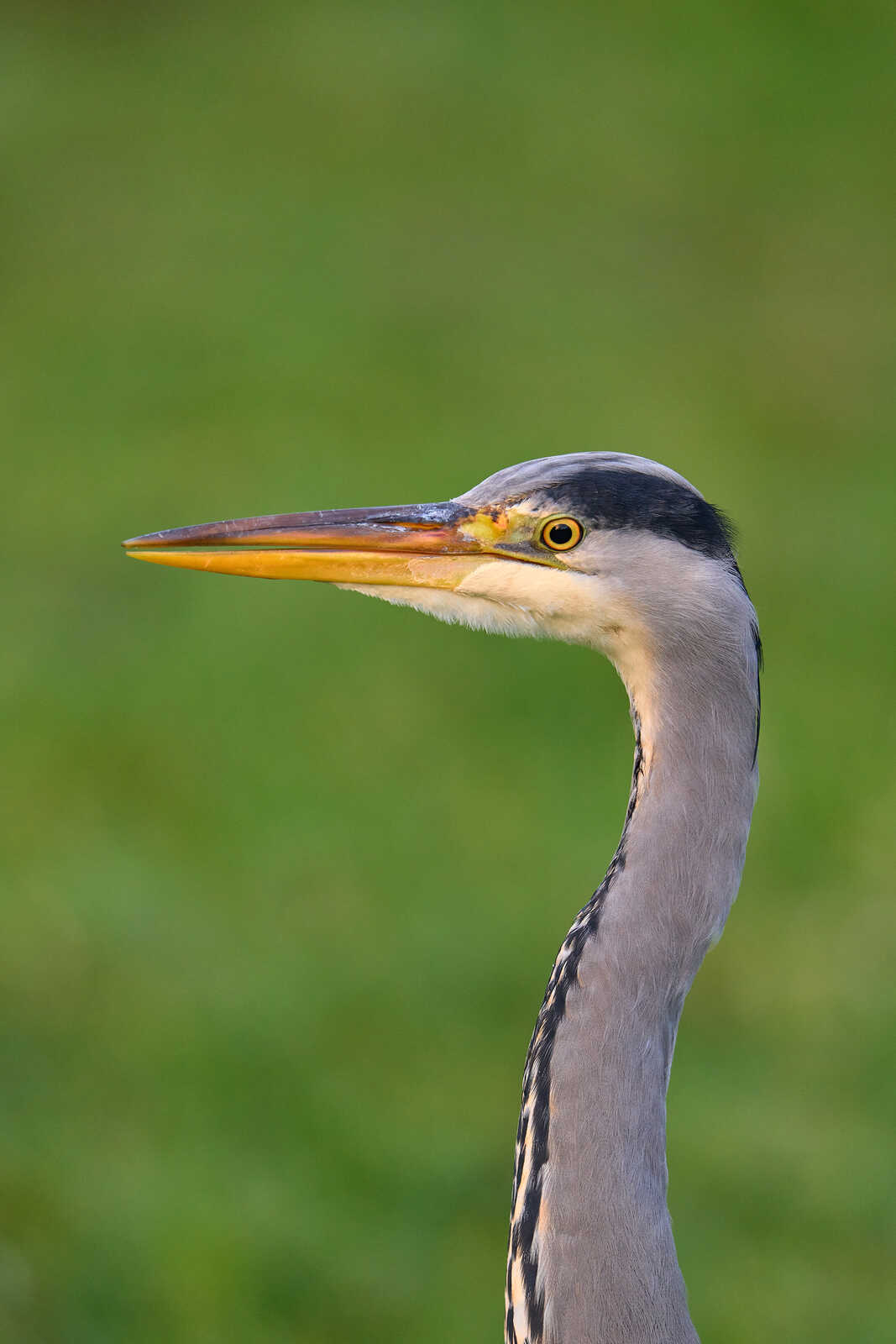 Close-up of a gray heron head. It has a long, pointed beak, yellow at the tip. Theres a dark stripe running down its neck and a yellow eye. Green background.