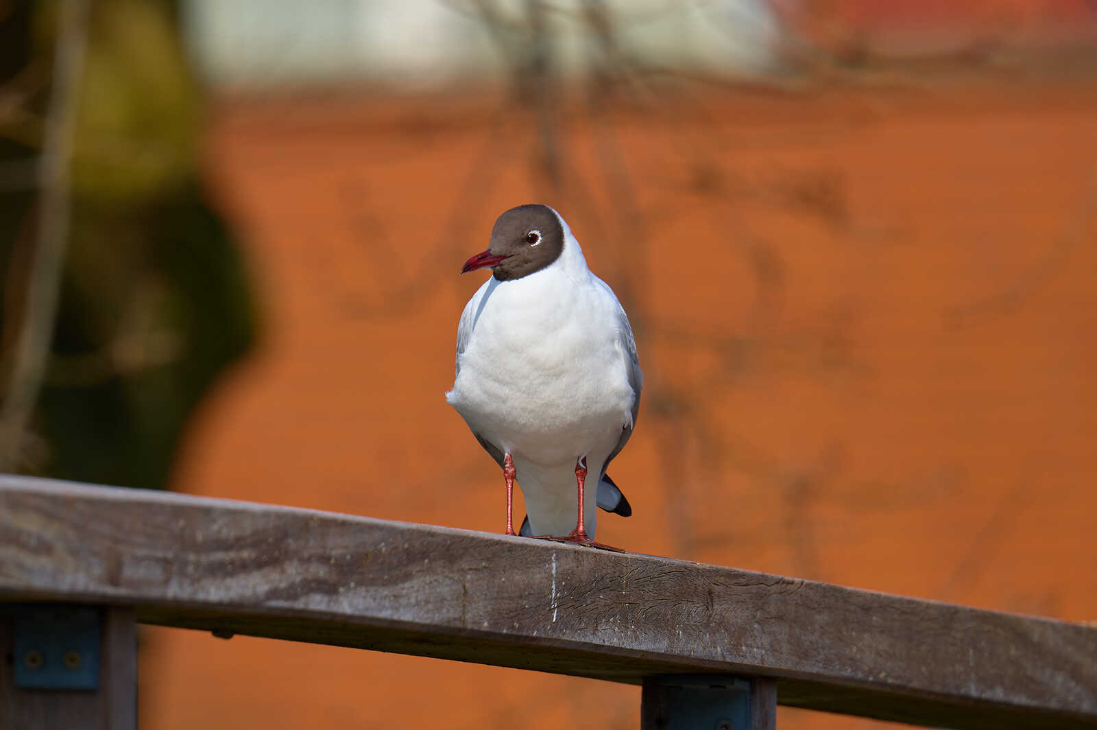 A grey-headed gull stands on a weathered wooden railing. It has white body feathers, a yellow beak, and orange legs. The background is a blurred orange hue.