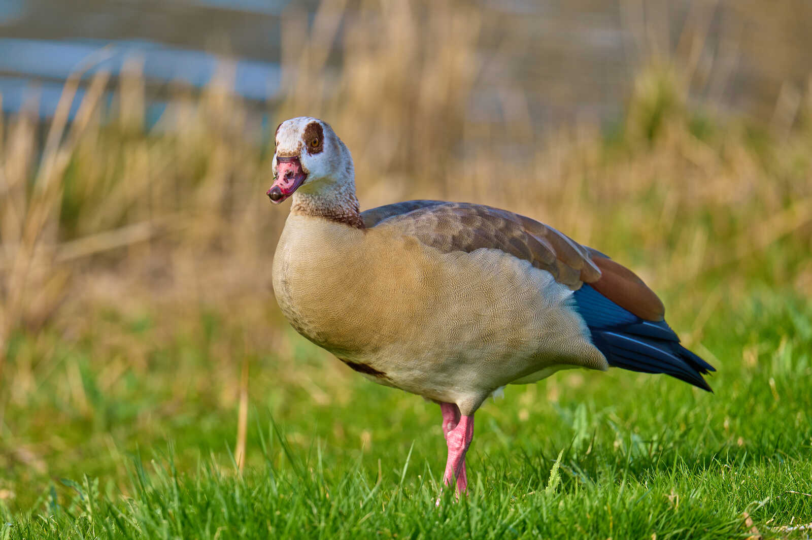 A grey-brown bird stands on green grass. It has a red beak and blue-grey wings with beige body feathers. A yellow patch surrounds its eye.