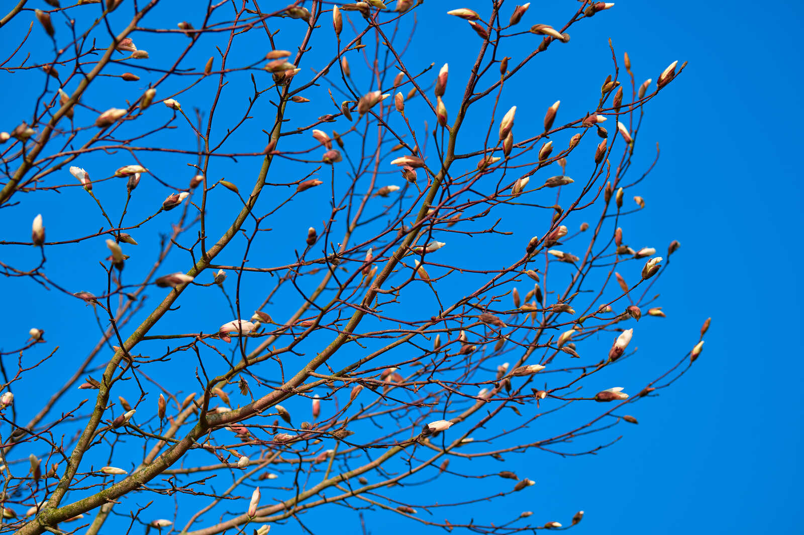 Tree branches with small, closed pink buds against a clear blue sky. Some branches are bare, showing textured bark.
