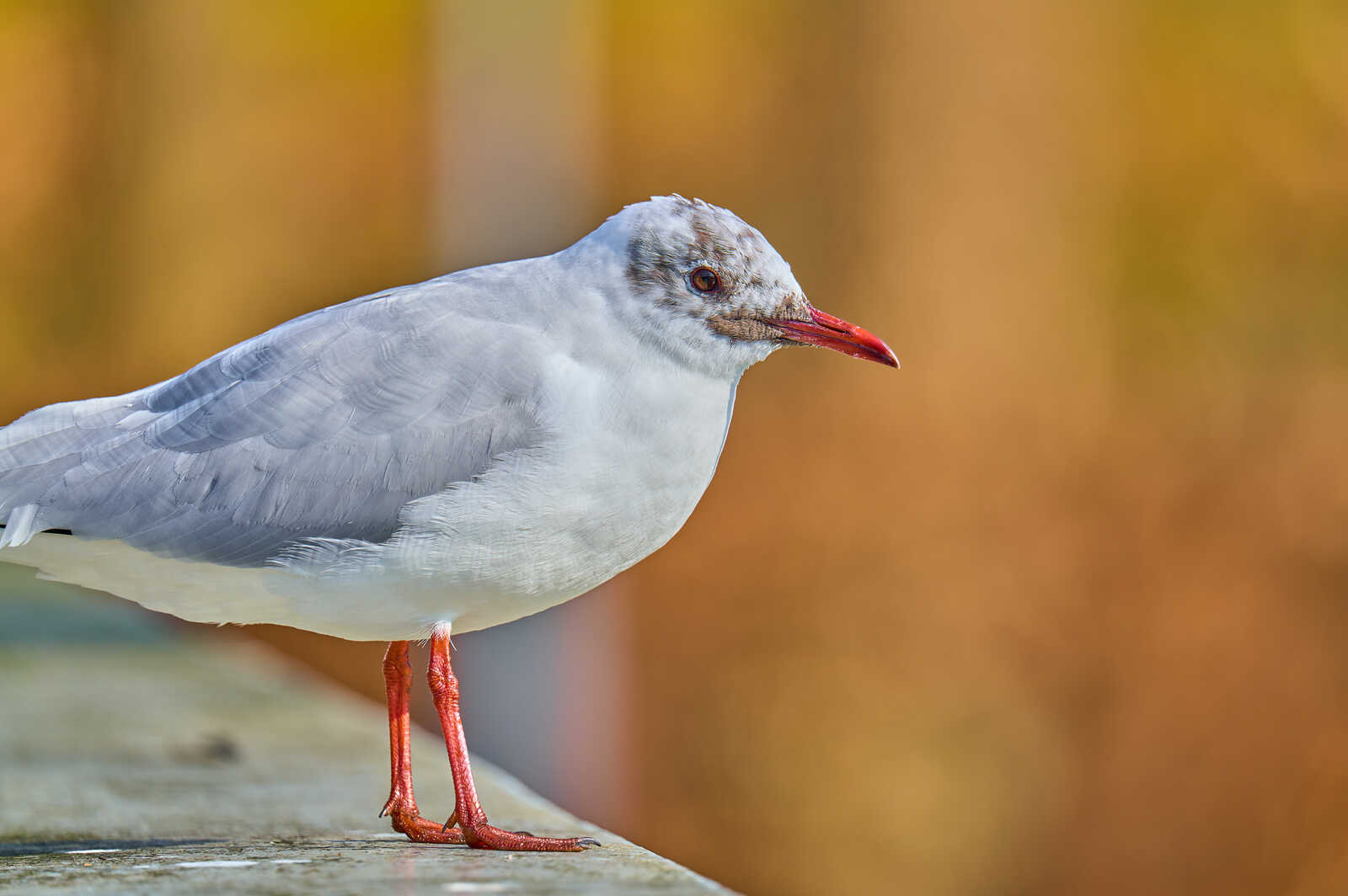 A seagull stands on a weathered wooden surface. It has grey and white plumage, a red beak, and pink legs. An out-of-focus orange background is visible.