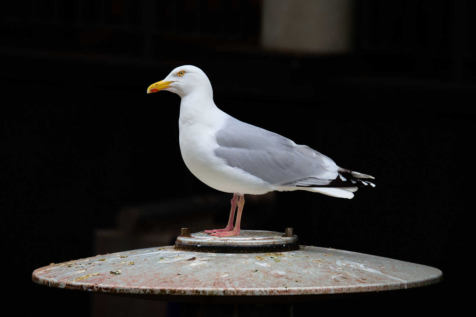 A white seagull stands on a weathered, circular metal platform. It has a yellow beak and pink legs. The background is black, highlighting the bird and platform.