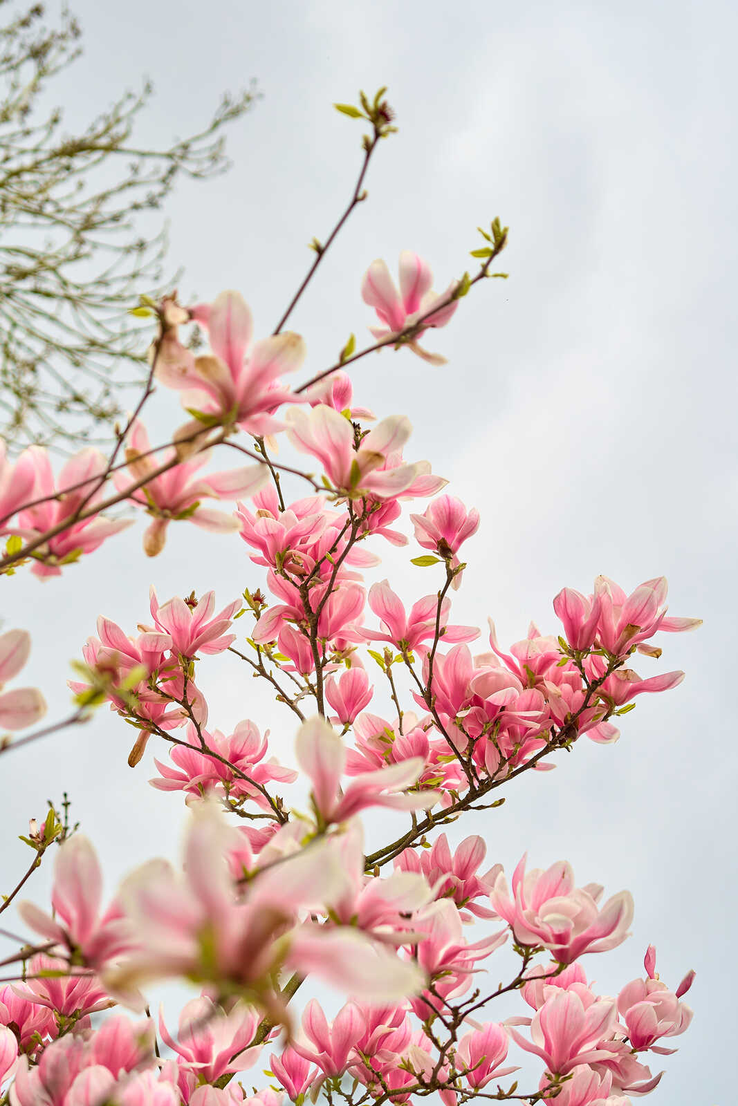 Pink magnolia blossoms and branches against a pale blue-grey sky. Some buds are visible along the branches. Focus is on the flowers.