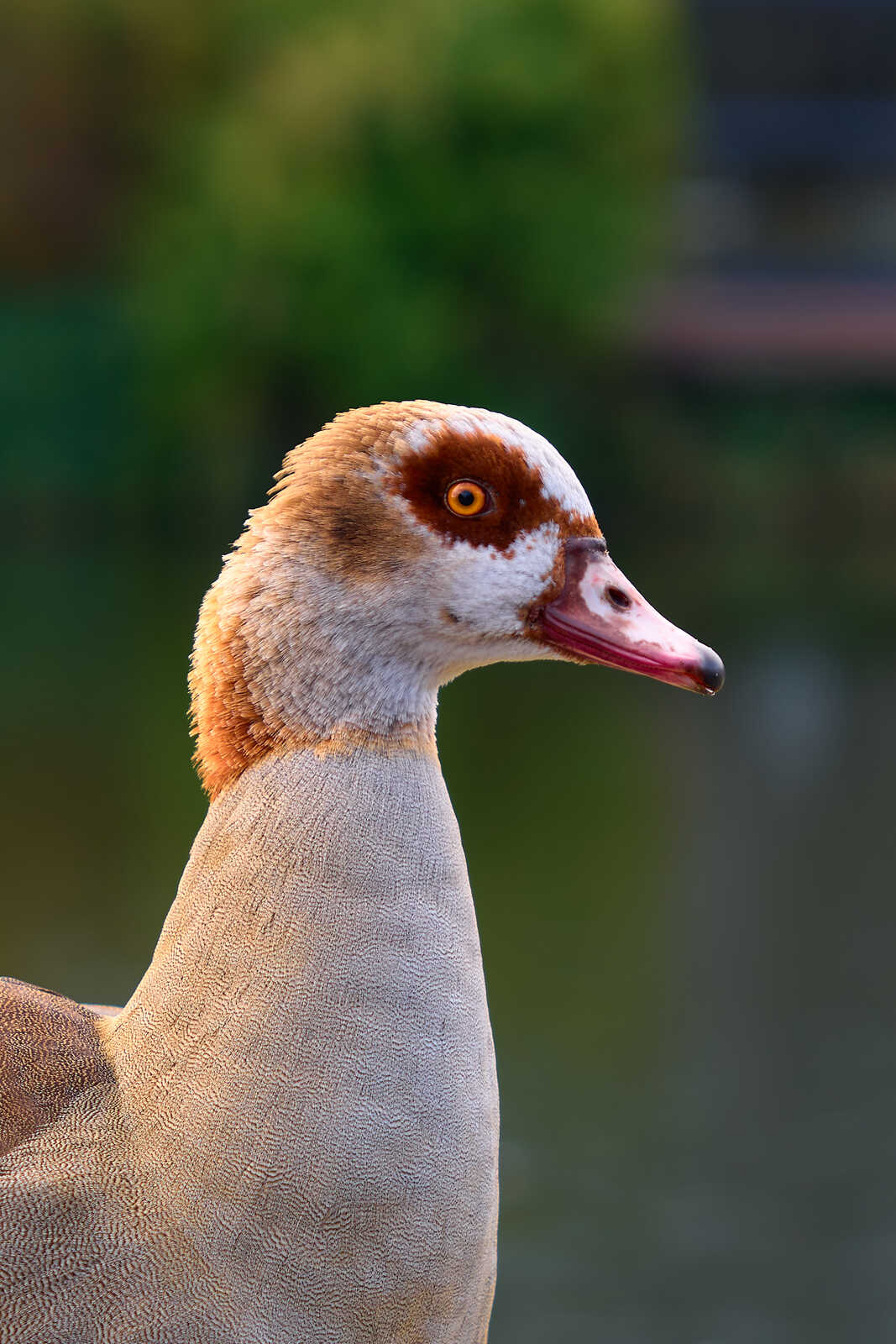 A duck head facing left, with a tan head and neck. A dark brown patch surrounds its eye, and a pink beak. The background is blurred green.