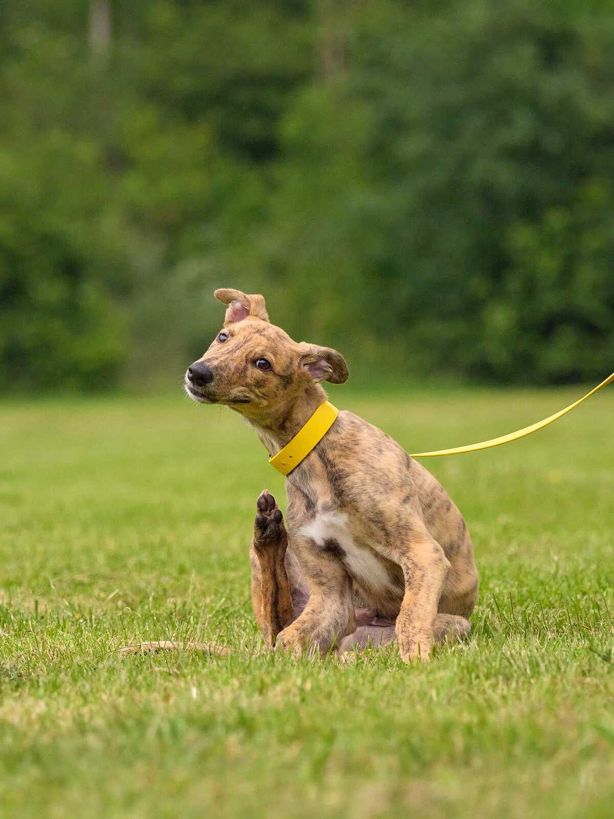 A greyhound puppy sits on green grass, scratching its ear with its paw. It wears a yellow collar and a leash extends from its neck. The background is blurred green.