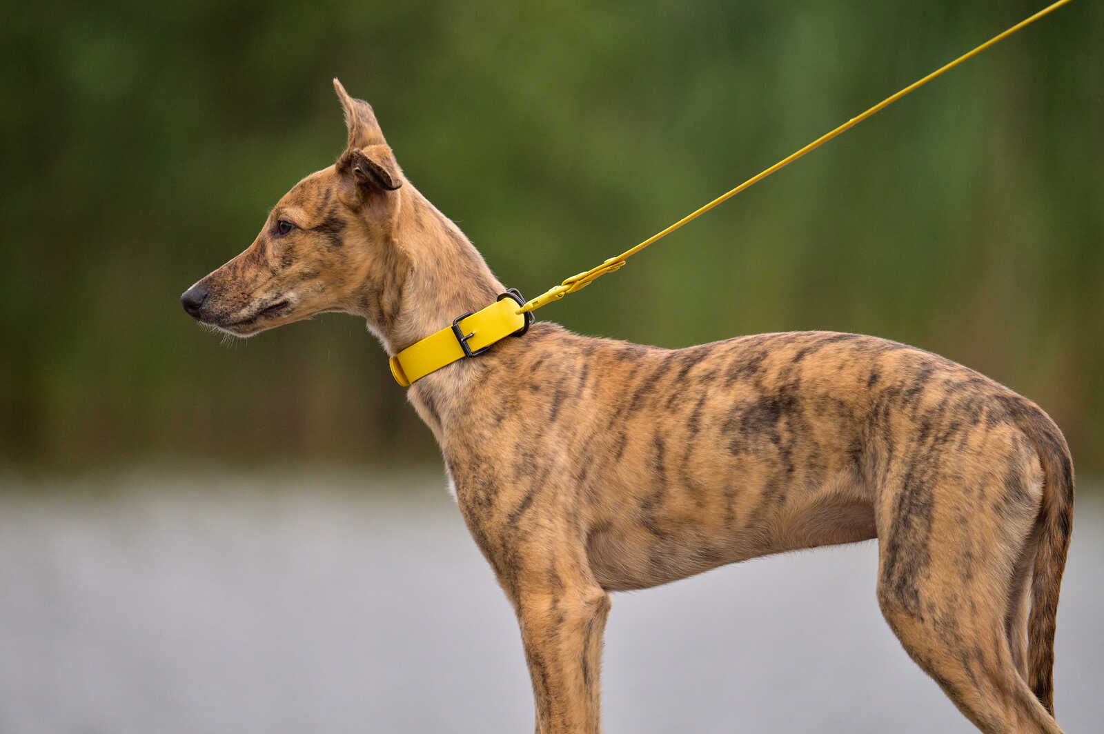 A greyhound stands facing left, wearing a yellow collar and leash. Its coat is a mix of tan and dark brown spots on a greyish background. The background is blurry and light grey/green.