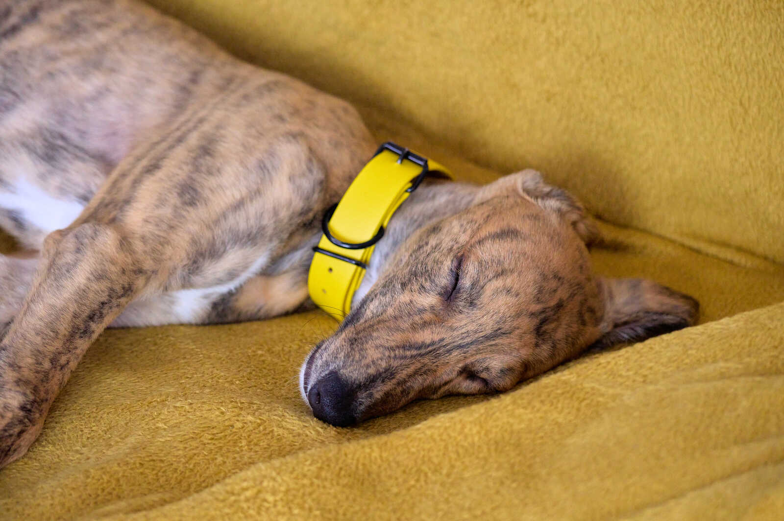 A greyhound sleeps on a textured yellow surface. The dog wears a bright yellow collar and has a spotted coat. Its head rests comfortably on the surface.