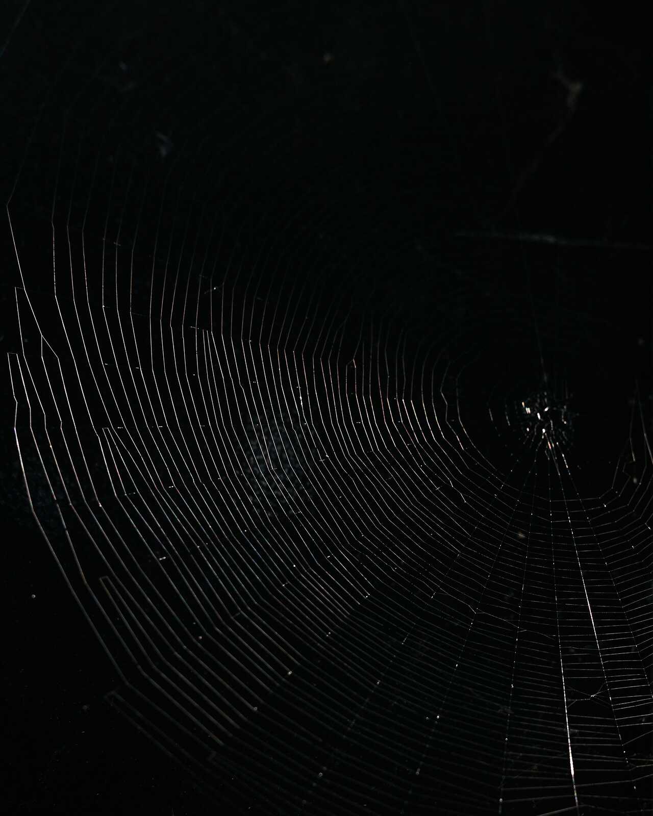 A dense spiderweb fills the frame, illuminated against a dark background. Radial threads extend outwards, creating a symmetrical pattern. Some strands appear thicker than others.
