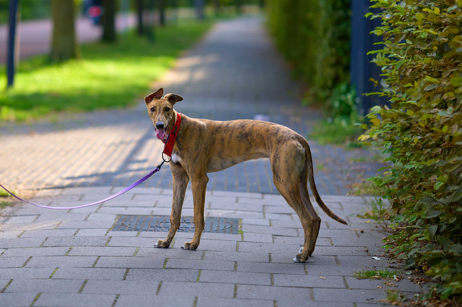 Greyhound with a patterned coat stands on a paved path. It has a red collar and a purple leash. Green foliage is behind and to the right. A grate is on the ground.
