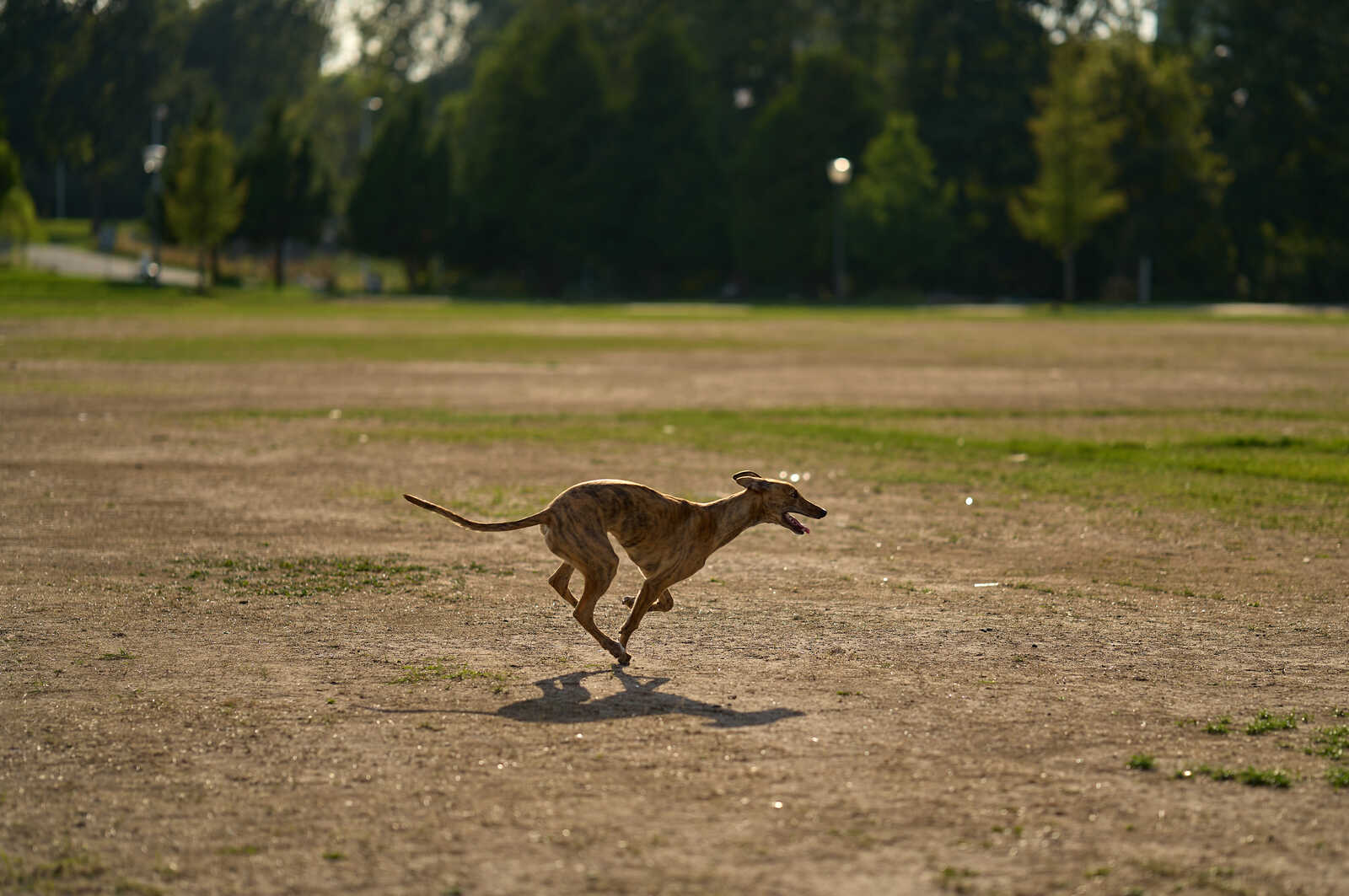 A greyhound runs on a dirt path. Its tongue is out, and a shadow stretches behind it. Green grass and trees are visible in the background. The sky is bright.