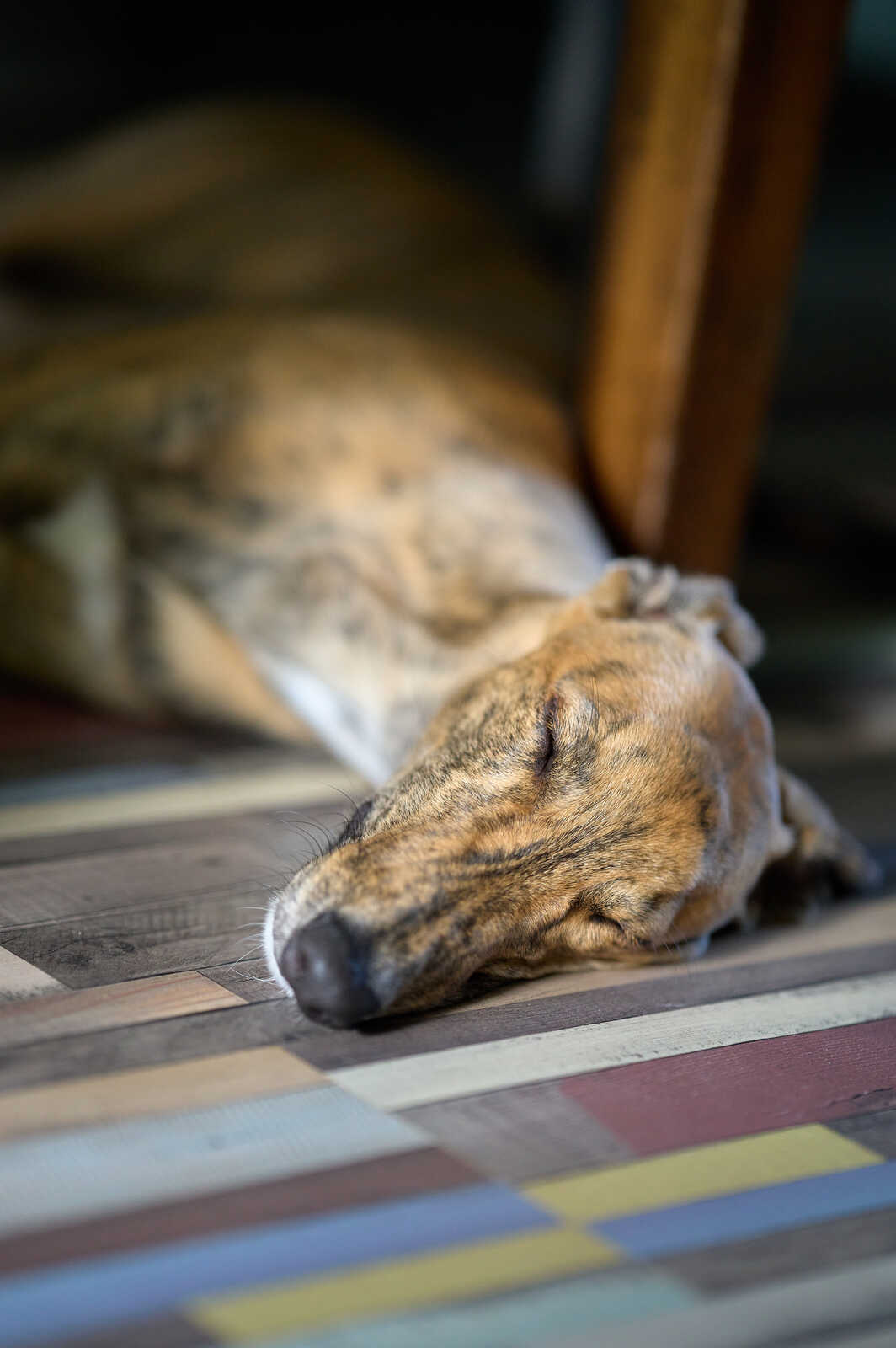 A dog lies on a multicolored tile floor, its head resting on a wooden leg. The dog is brown and white, seemingly asleep.