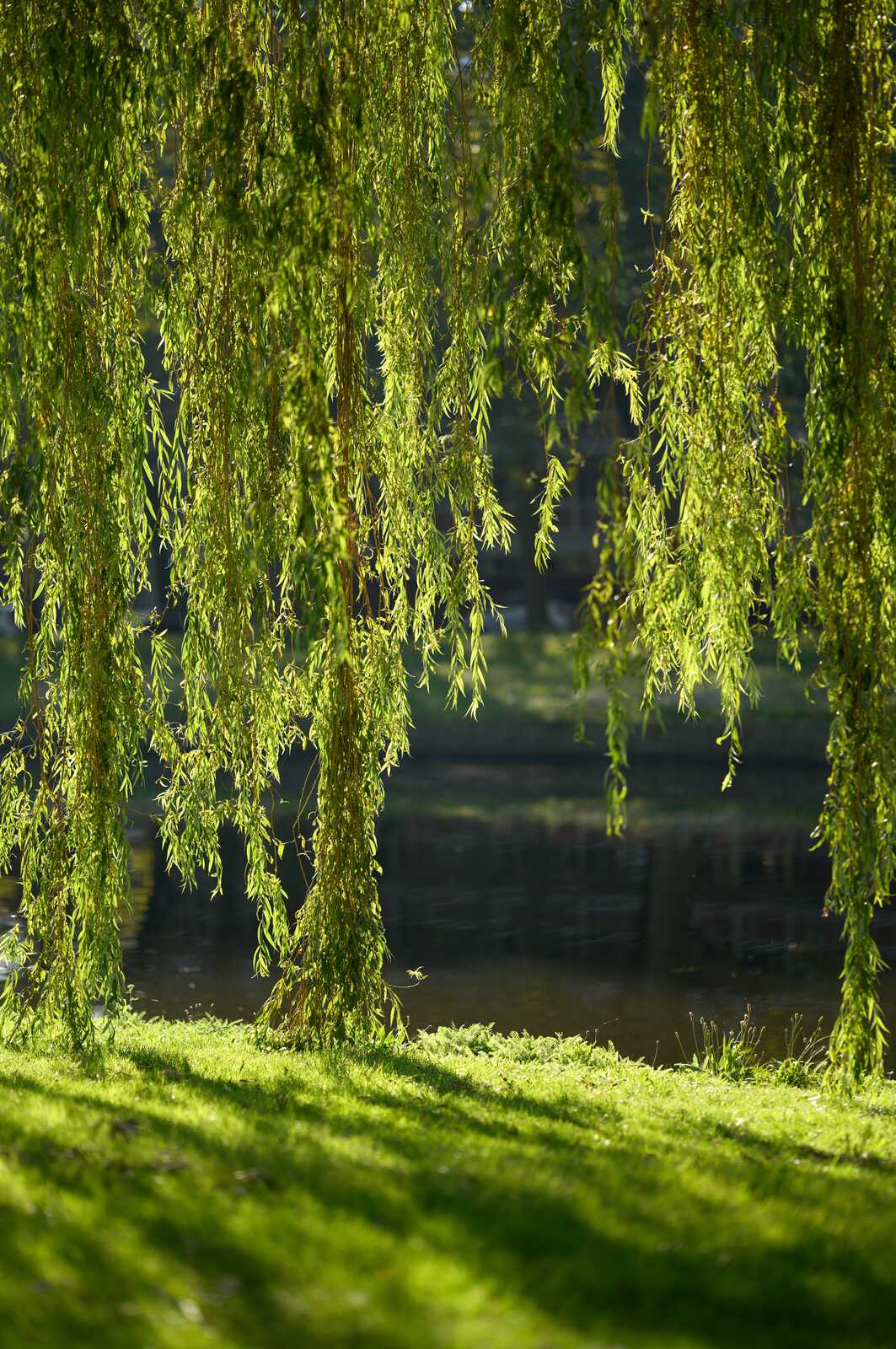 Green weeping willow branches hang over a grassy bank and a calm body of water. Sunlight filters through the foliage, creating dappled shadows on the ground. A dark, blurred background suggests more trees and water.