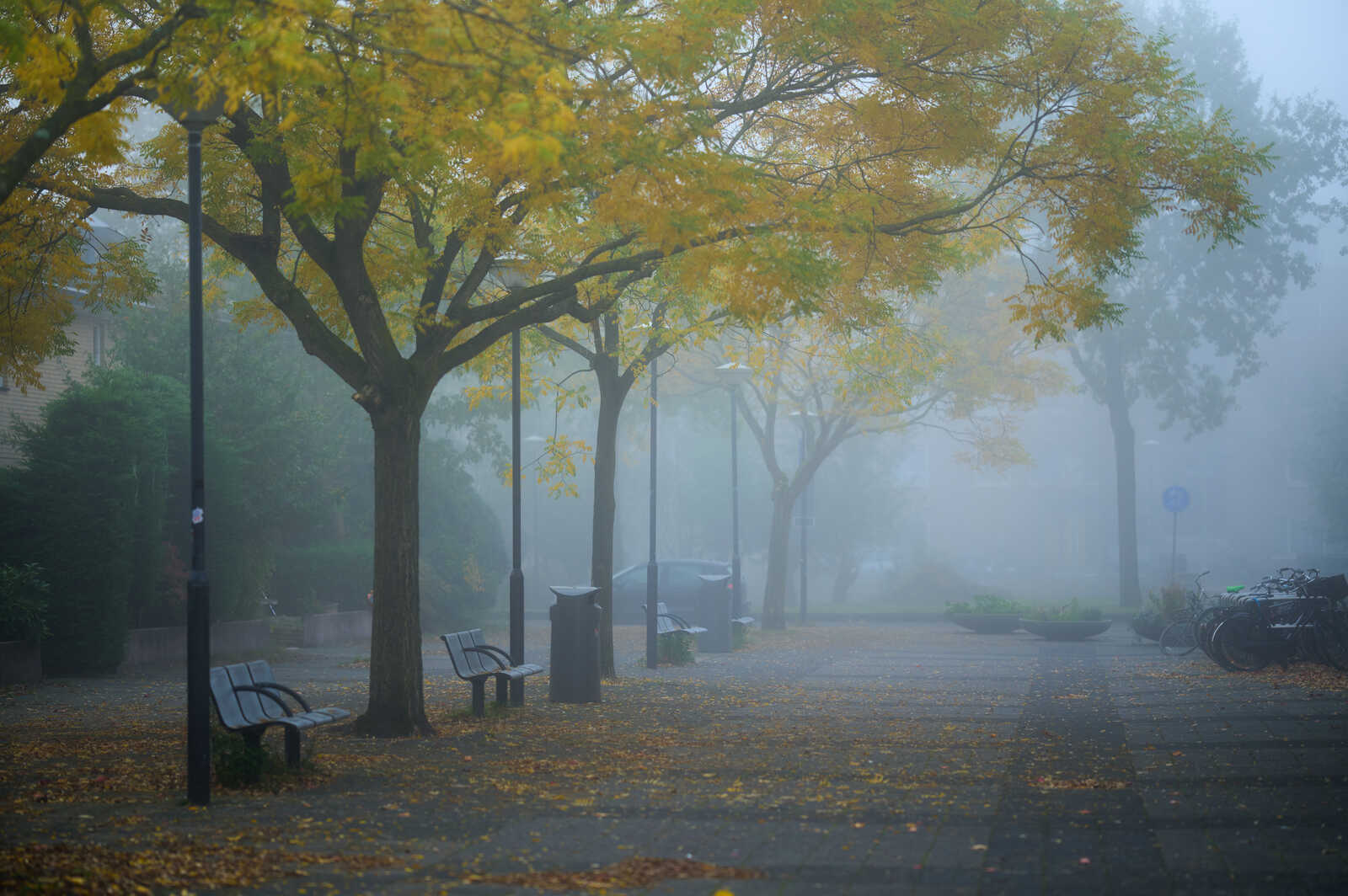 Foggy street scene with trees displaying yellow leaves. Benches, lampposts, and a few vehicles are visible along the paved path. A bicycle rack is at the right.