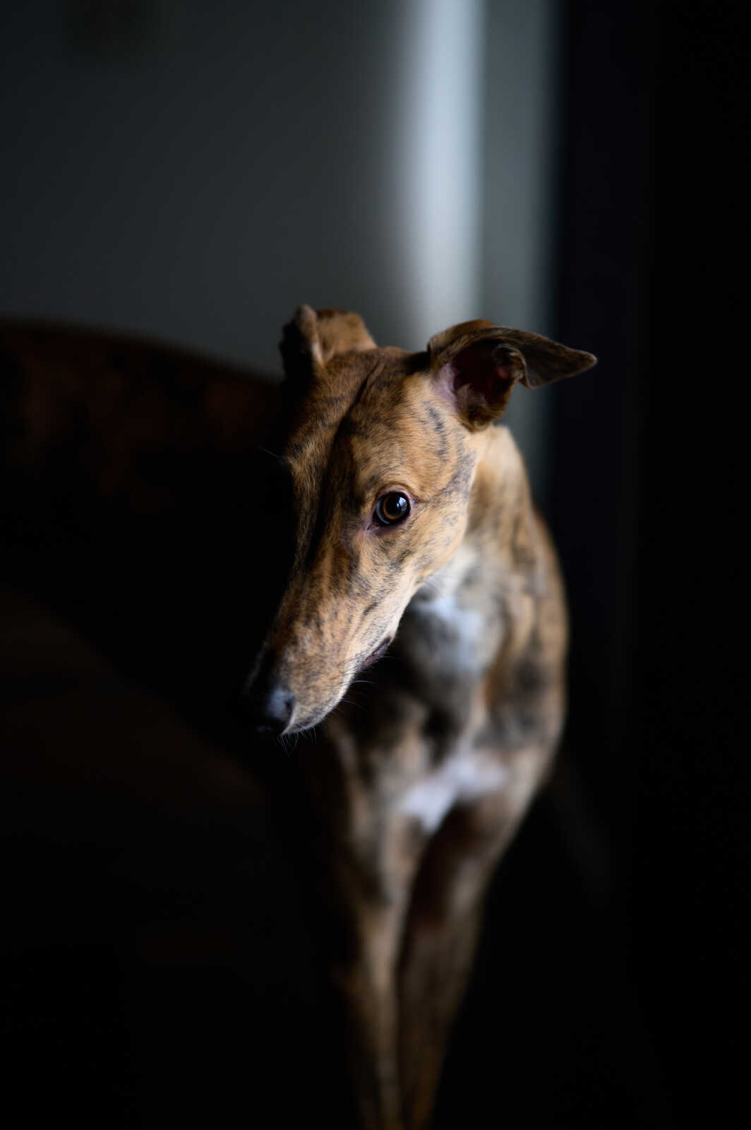 A gray and tan dog with long ears looks to the side. The background is dark, with a small area of white light near the dog's head. Its fur has a spotted pattern.