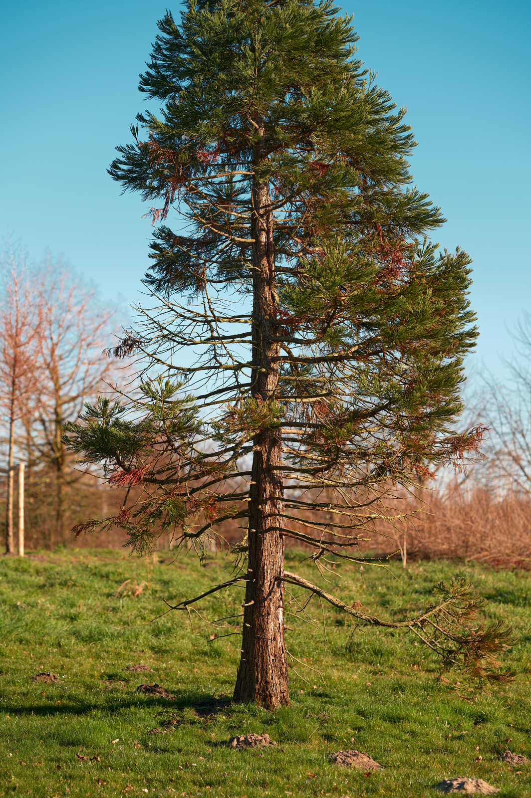 Tall evergreen tree with dense green foliage stands in a grassy field under a clear blue sky. Some branches show reddish-brown needles. A wooden fence is visible in the background.