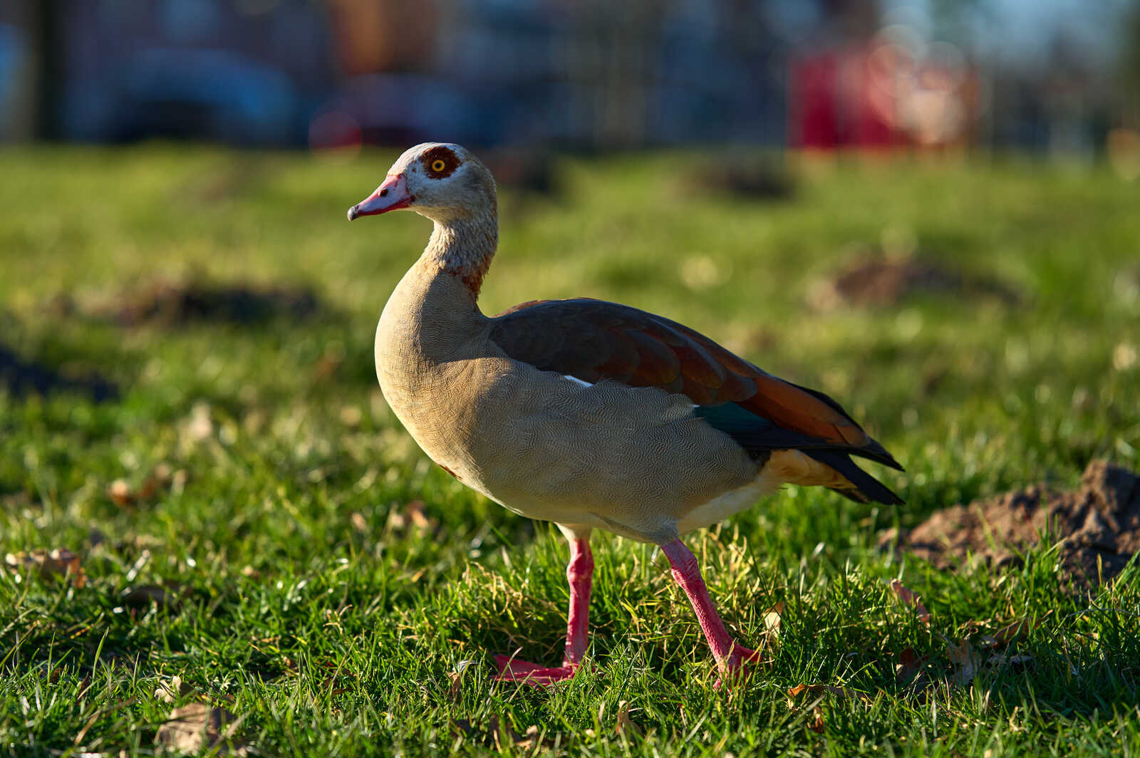 A single goose stands on green grass. It has grey plumage, brown wings, a red beak, and pink legs. The background is blurred.