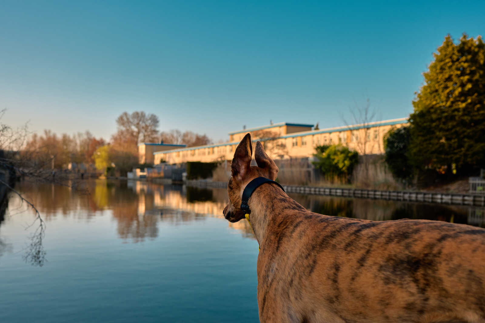 A brown dog with a black collar looks towards a body of water. The water reflects the sky and a building on the far side. Trees line the shore. A bridge is partially visible.
