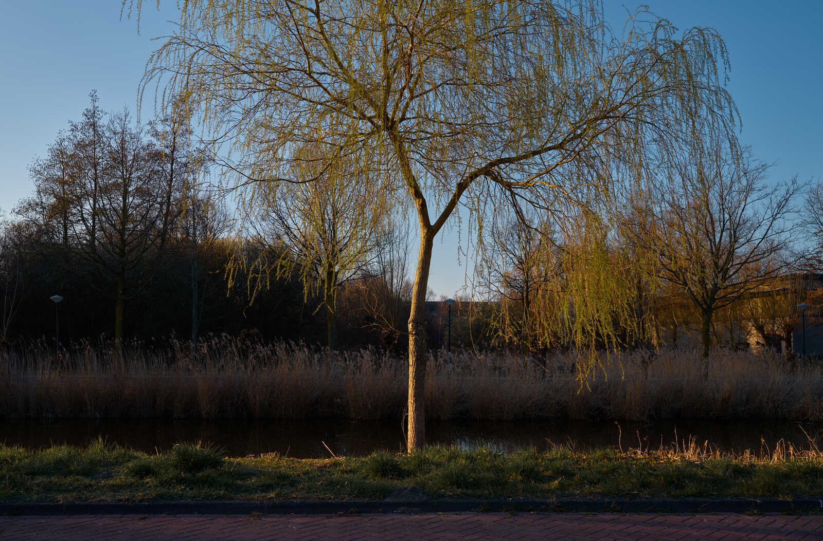 A bare tree stands beside a dark waterway. Reeds and grasses line the bank. A paved path runs along the edge of the scene with a lamppost visible. The sky is a clear blue.
