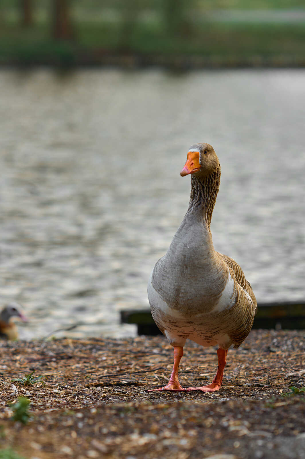 A gray goose stands on a shore of gravel and wood chips. Its orange beak and legs are visible. Water and greenery are in the blurred background. Another goose is partially visible.