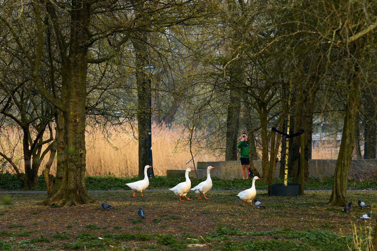 Four white geese graze on a patch of grass near a body of water, with bare trees and a person visible in the background. Several pigeons are also present.