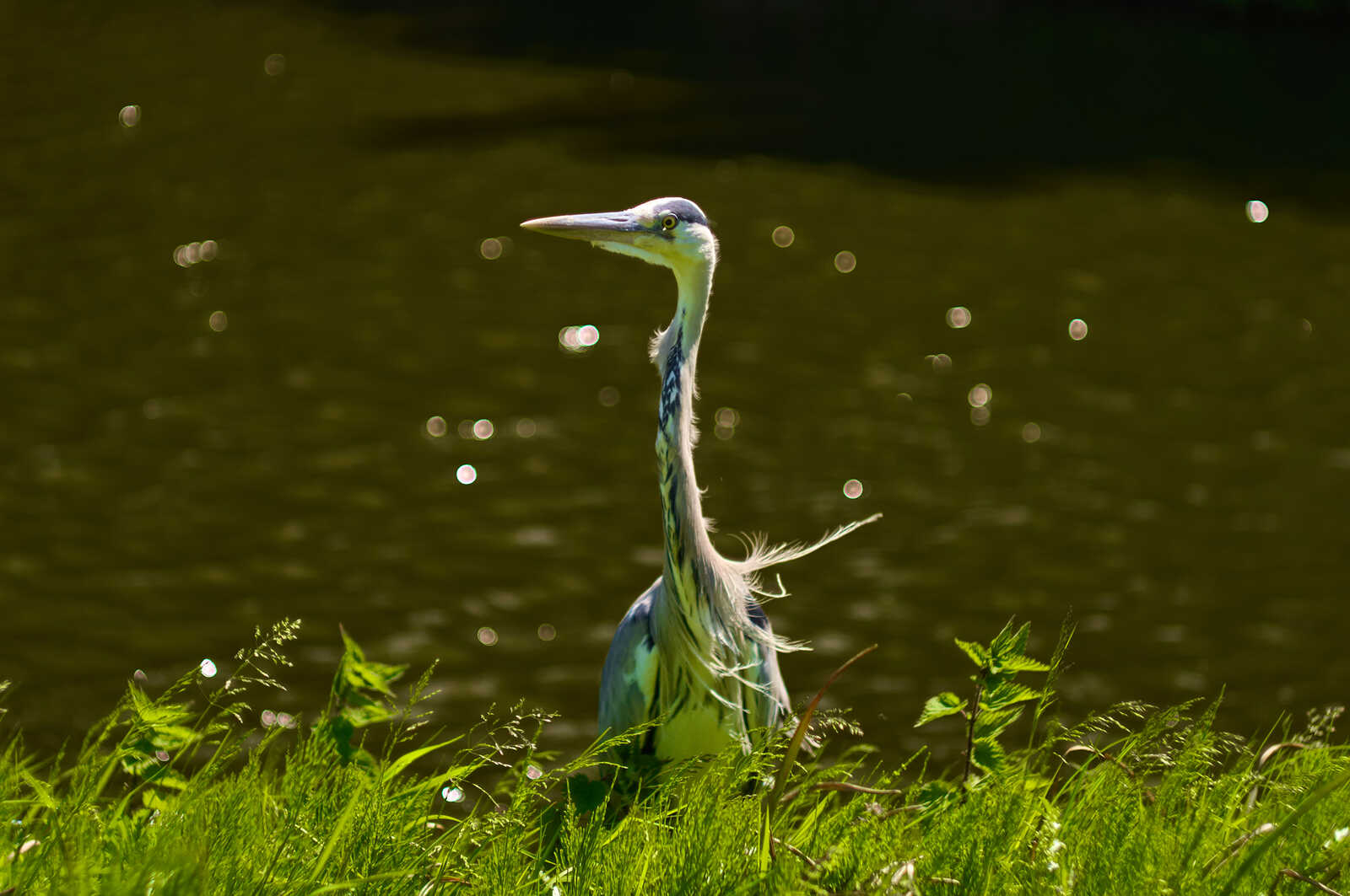 A blue heron stands in tall green grass near a body of water. There are multiple blurred yellow orbs in the background. The heron is facing forward. Its neck is long and curved.