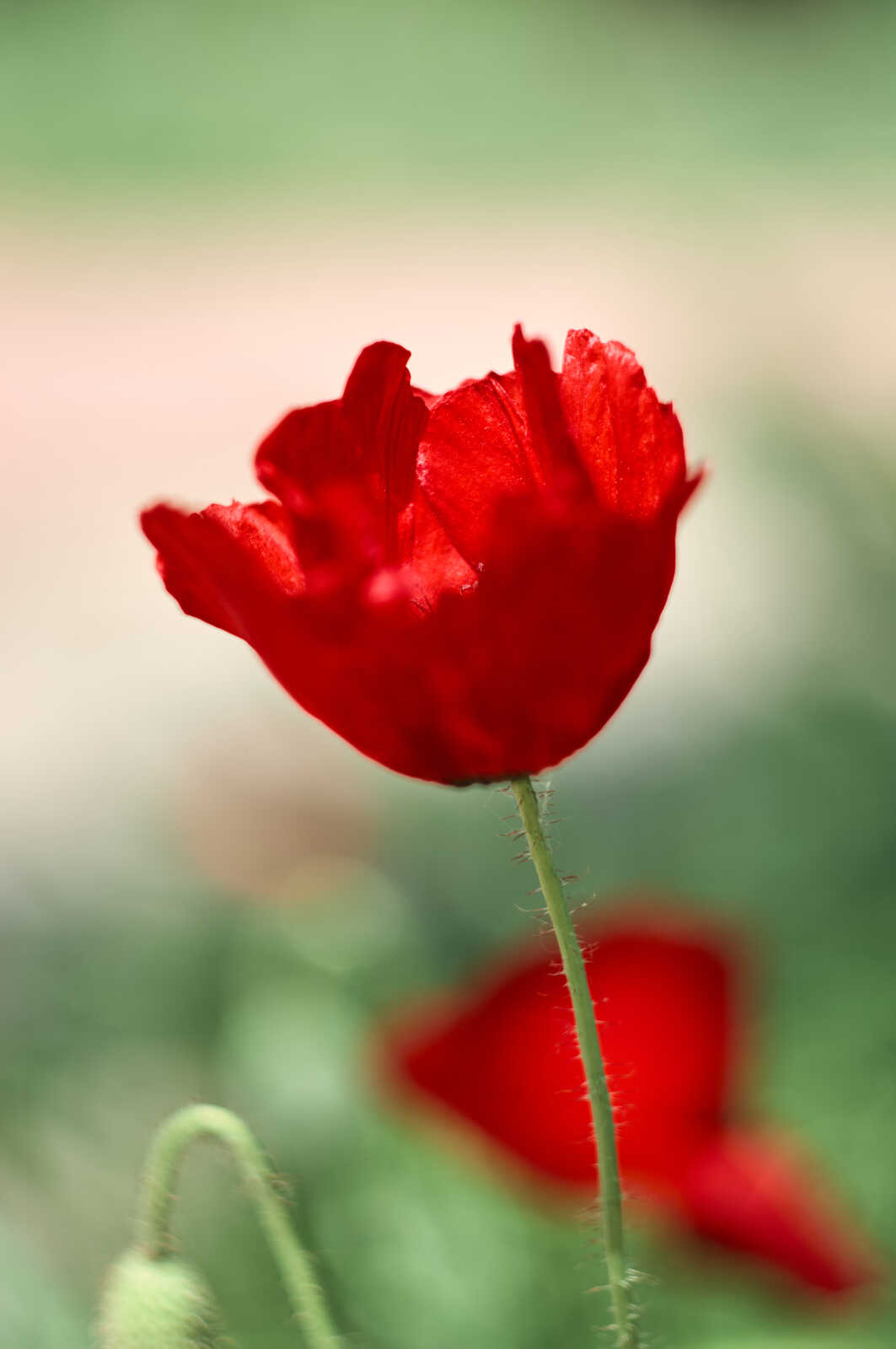A close-up of a vibrant red poppy with ruffled petals. A green stem extends upward, and a blurred second poppy is visible in the background. The focus is on the flower.