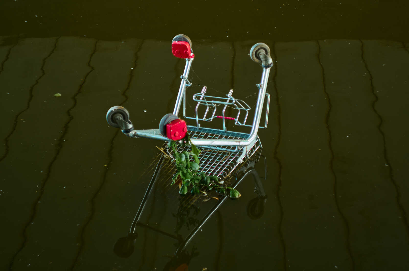 A red shopping cart floats in dark water, partially submerged. Green foliage is visible inside the cart. The surface reflects the cart and surrounding environment.