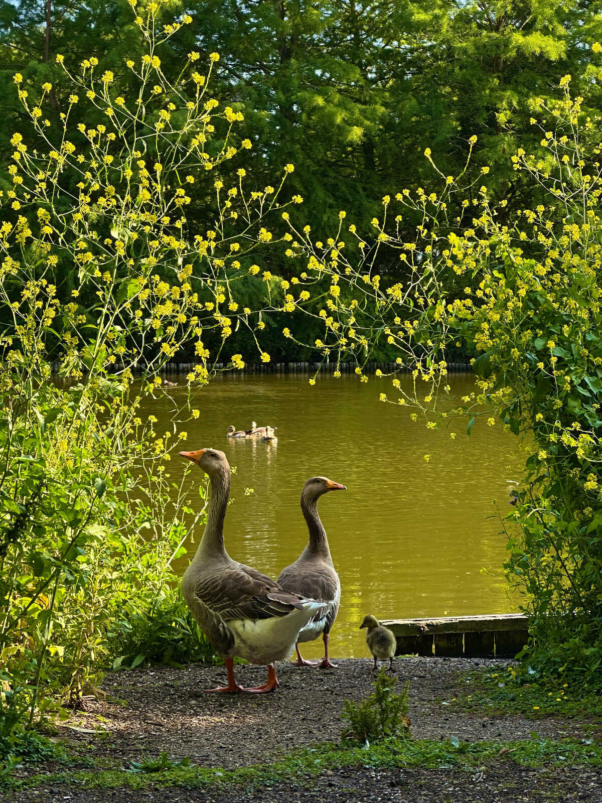 Two adult geese and a gosling stand on a dirt bank beside a pond. Lush green foliage and yellow flowers fill the background, with a few ducks visible in the water.