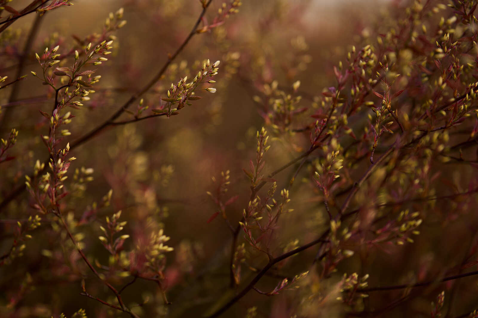 Close-up of reddish-brown branches with tiny emerging green and purple buds against a blurred, warm brown background. A dark branch extends horizontally across the frame.