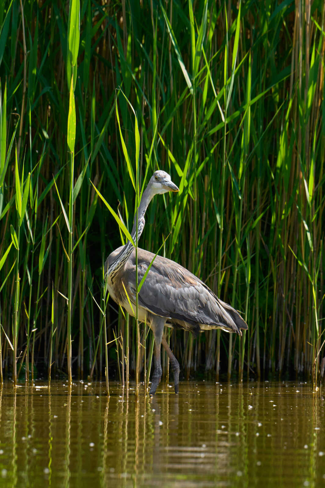 A gray heron stands in shallow water. Tall reeds form a backdrop. The birds long legs and neck are visible. Reflections appear on the water surface. The scene is lit by sunlight.