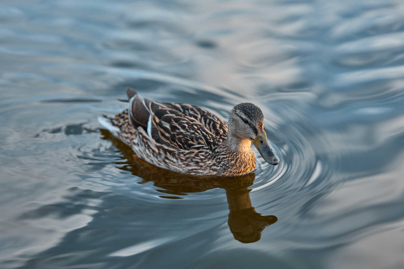 A duck swims in water. Its plumage is brown and black. The water is rippled with a gray sky reflected. A detailed reflection is visible below the duck.