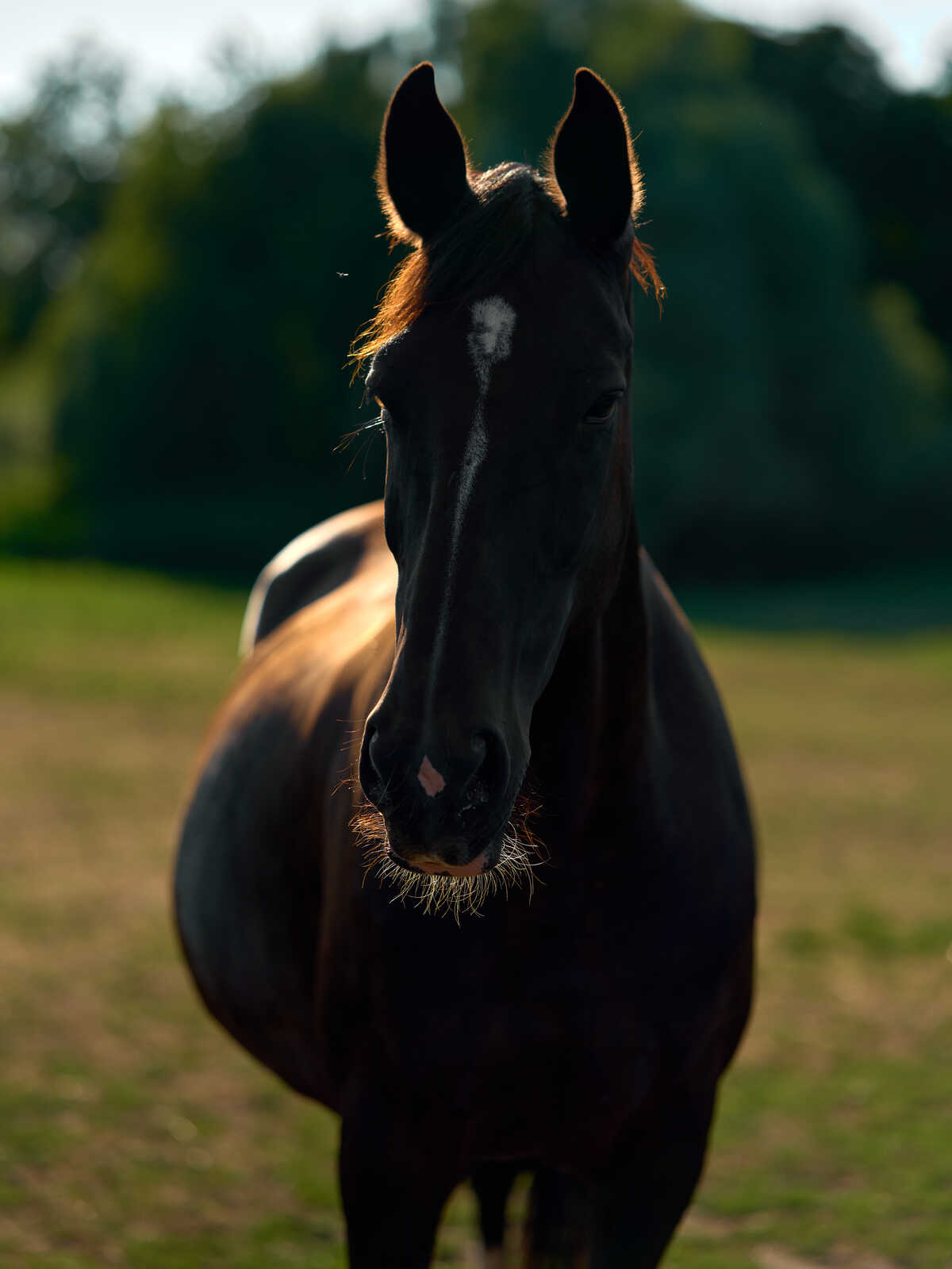 A dark brown horse stands facing the camera on a grassy field. A white marking is visible on its forehead. Its muzzle is dark with a sparse, light-colored mane. The background is blurry green.