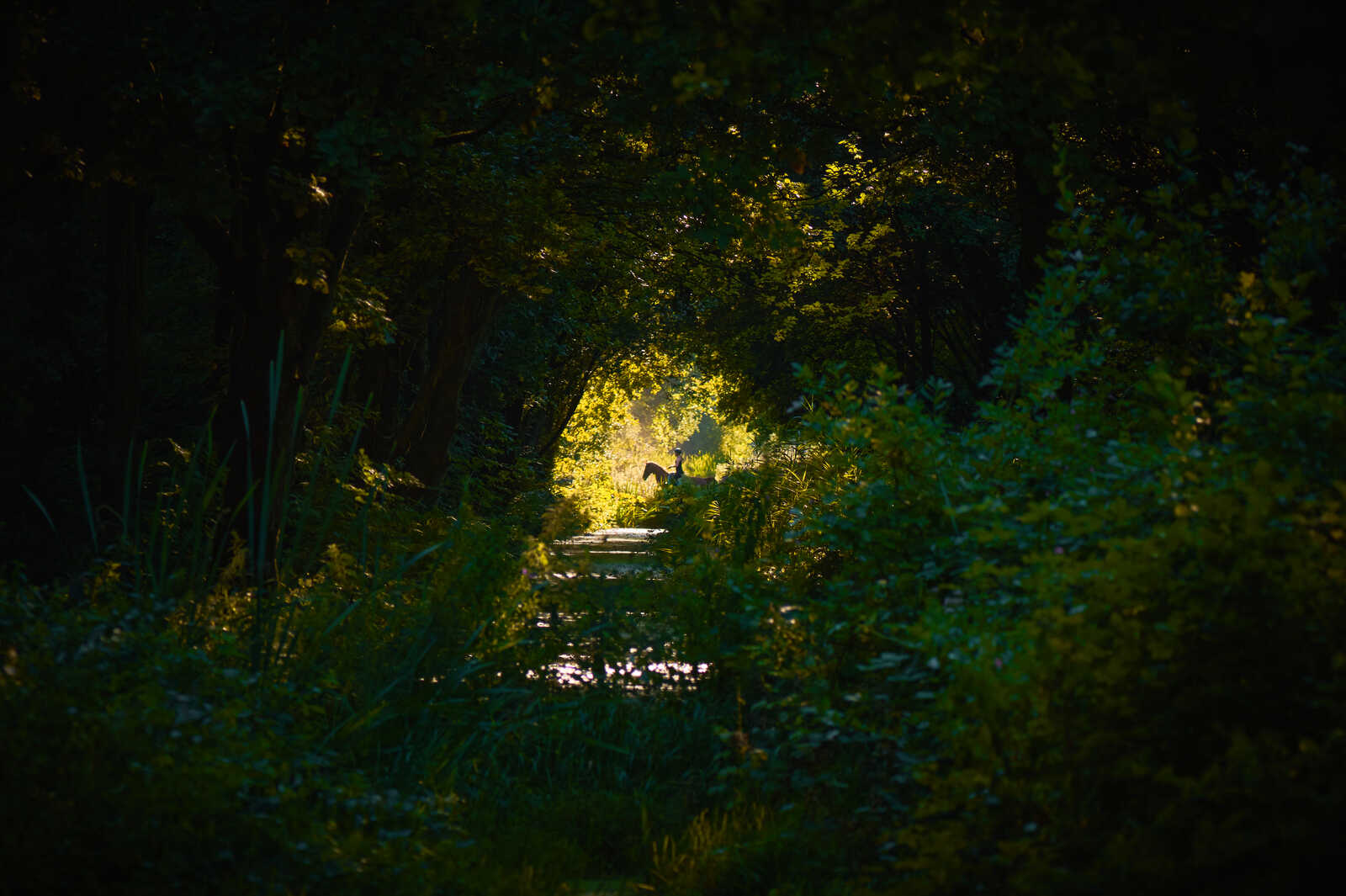 A path leads through lush green foliage. Tall reeds and grasses flank the path. Sunlight filters through, creating a bright, open area ahead. The foreground is dark and shadowy.