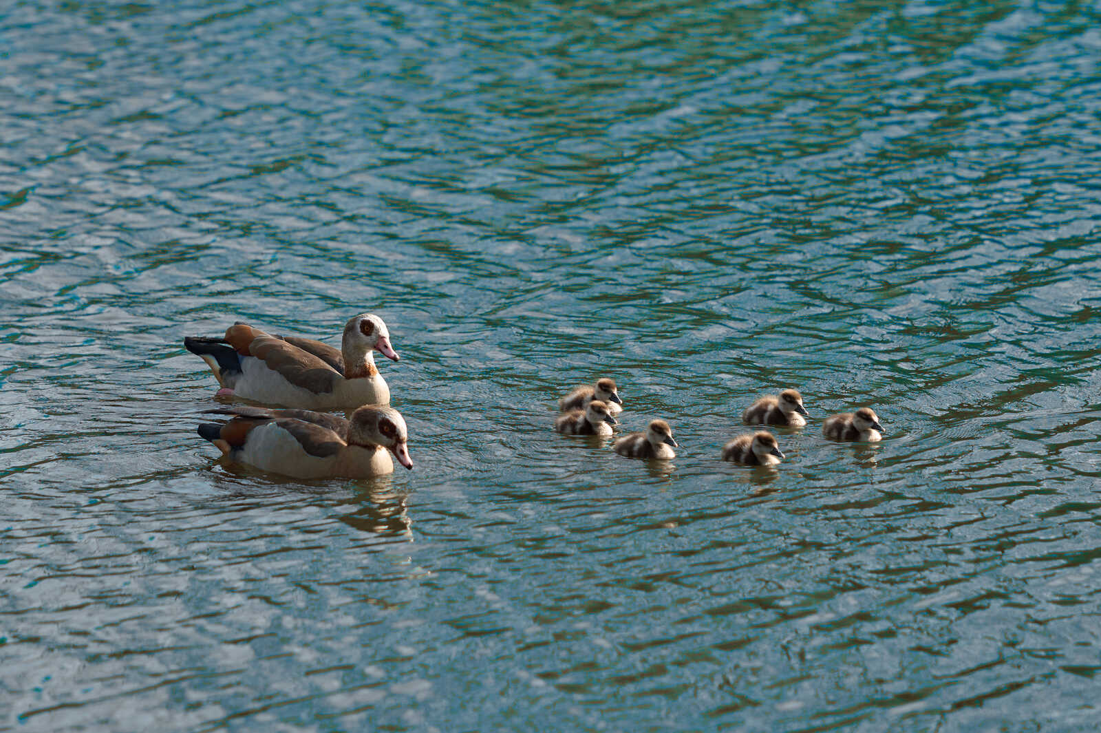 Three ducks swim in a blue body of water. The ducks are light brown with dark brown markings. Several smaller ducks are clustered nearby. The waters surface is rippled.