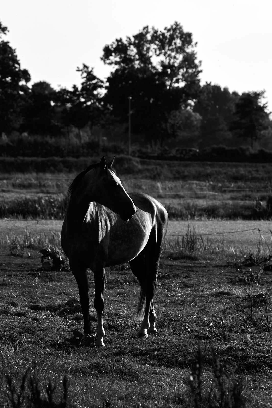 A grayscale image shows a horse standing in a field. It faces away from the viewer, with a visible mane and tail. There’s fencing and trees in the background. Grass covers the ground.