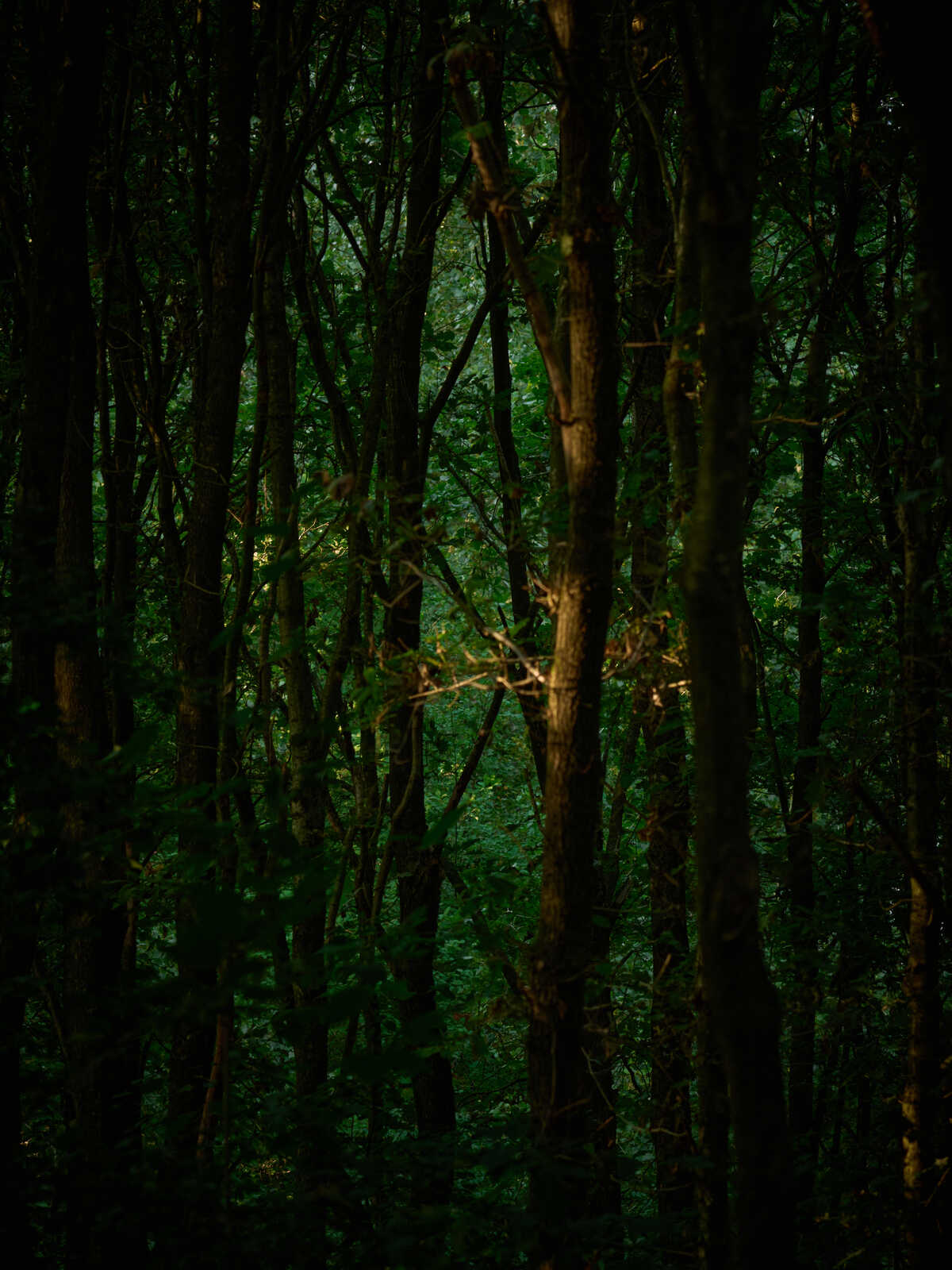 Dense forest with tall, slender trees. Green foliage covers most of the frame. Sunlight filters through the canopy, creating dappled light and shadow. Dark, muted tones dominate.