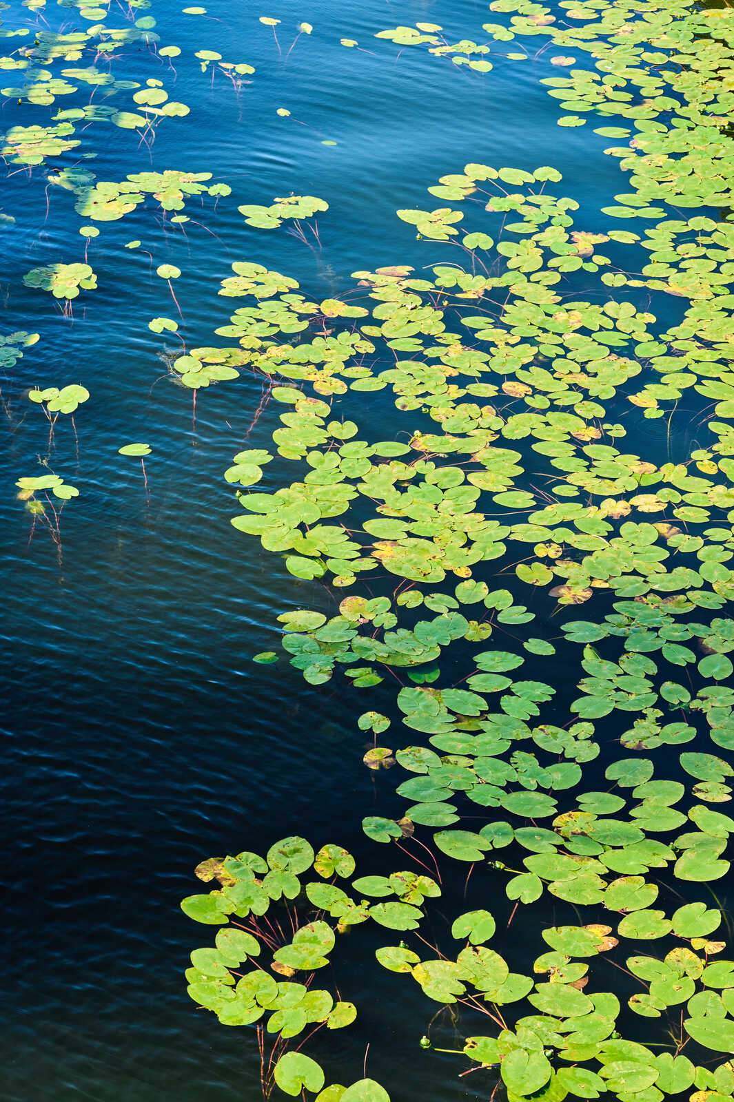 A dark water surface is covered with numerous vibrant green lily pads and their long, thin stems. The pads are densely packed, creating a textured pattern.