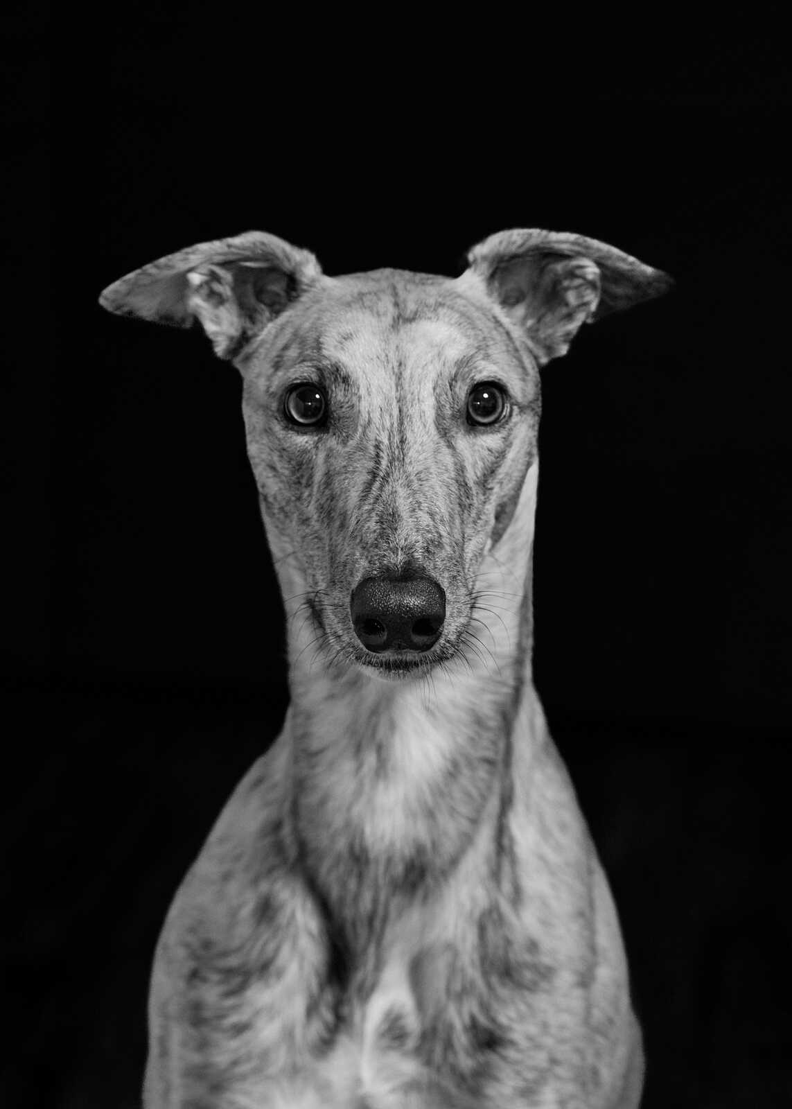 Close-up, black and white portrait of a greyhound. The dog has a long snout and large, expressive eyes. Its ears are alert and pointed. The background is solid black.