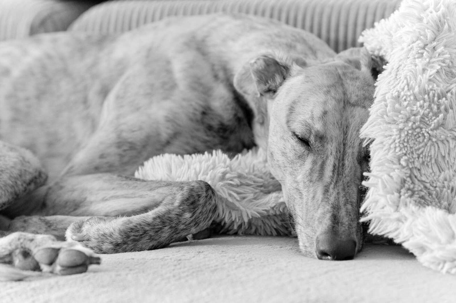 A grayscale image shows a dog lying on a fluffy blanket. The dog's head rests close to the blanket, with paws visible at the bottom of the frame.