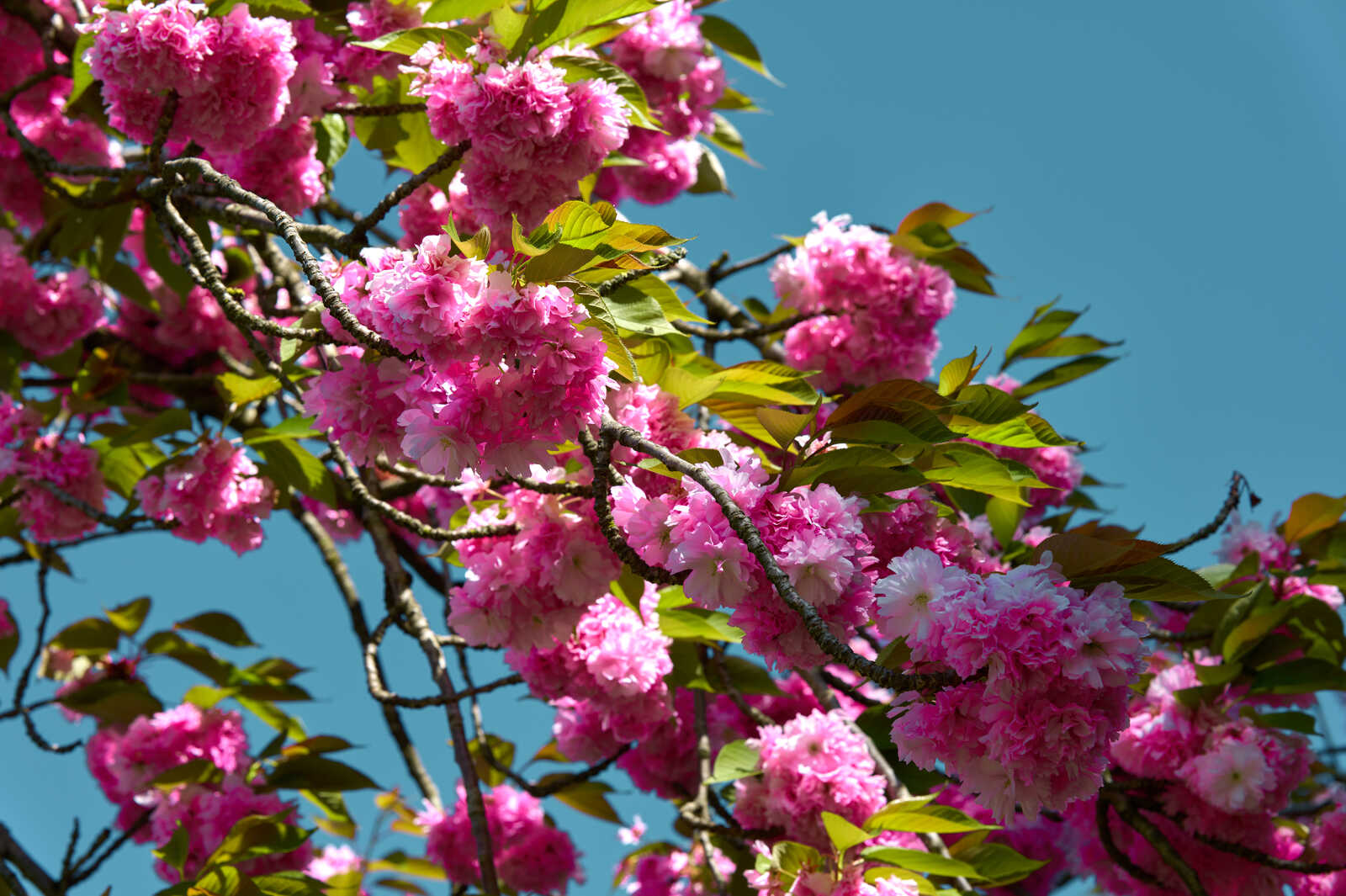 Branches of blooming pink flowers with green leaves against a clear blue sky. Some buds are visible, and a few leaves have a yellowish hue.